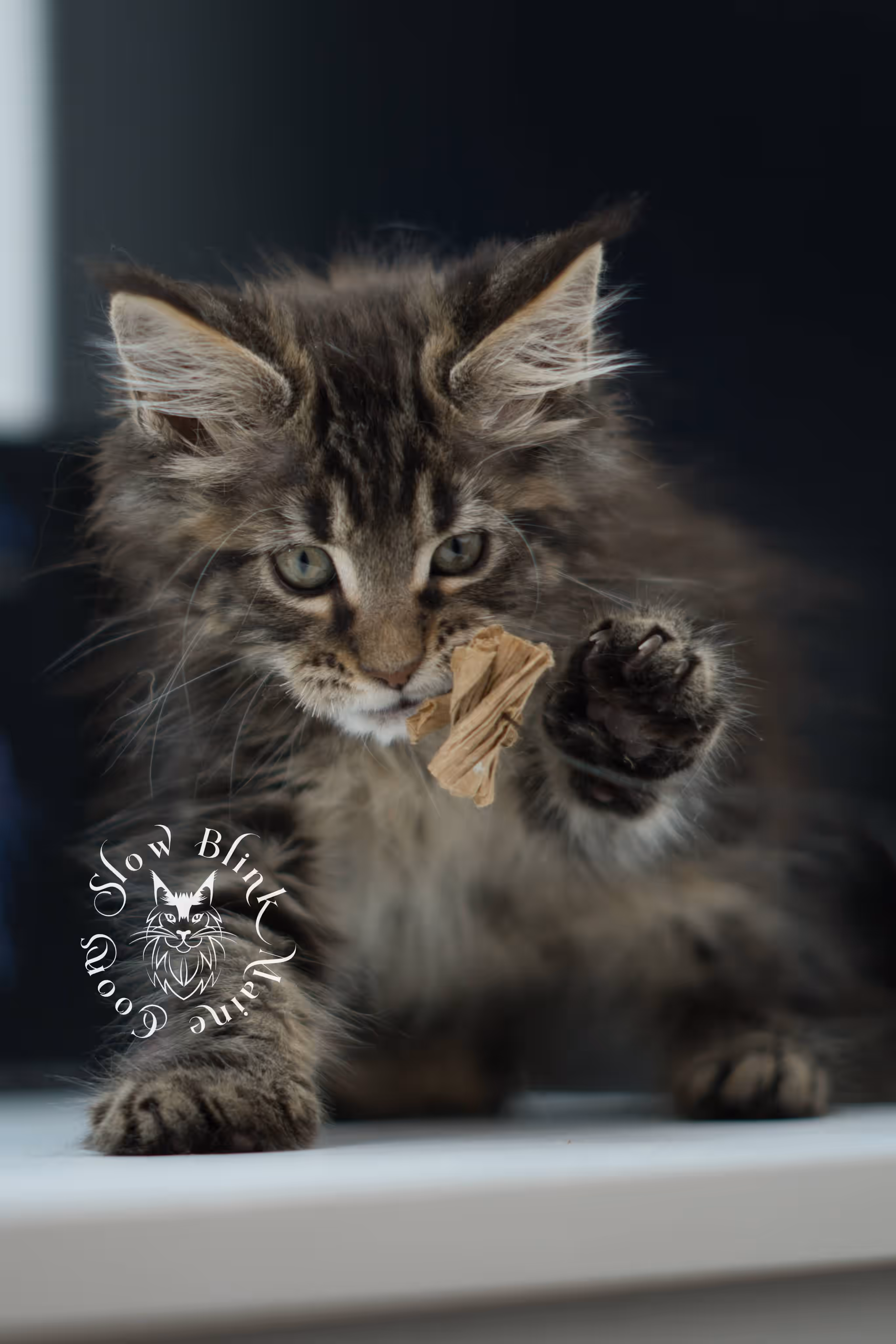 black tabby maine coon kitten male ems code mco n 22 age 9 weeks old taken jun 1 2026 SlowBlink Maine Coons Photo > black tabby maine coon kitten male ems code mco n 22 age 9 weeks old taken jun 1 2026