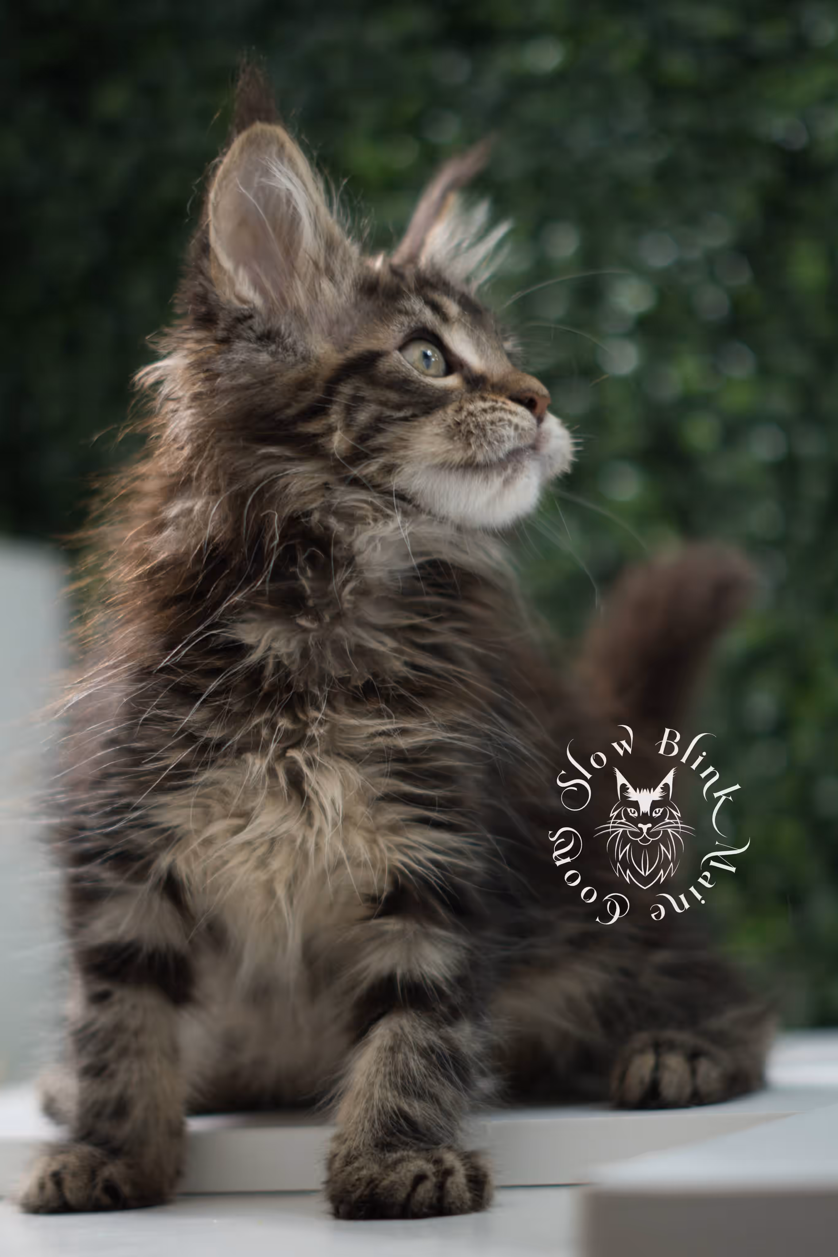 black tabby maine coon kitten male ems code mco n 22 age 9 weeks old taken jun 1 2026 SlowBlink Maine Coons Photo > black tabby maine coon kitten male ems code mco n 22 age 9 weeks old taken jun 1 2026