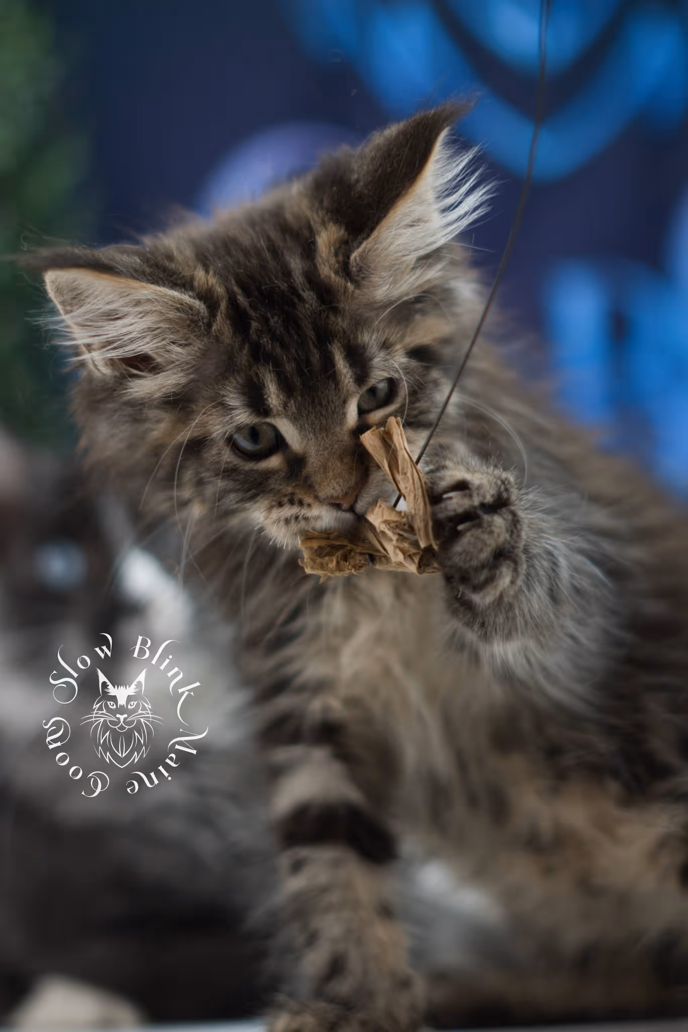 black tabby maine coon kitten male ems code mco n 22 age 9 weeks old taken jun 1 2026 SlowBlink Maine Coons Photo > black tabby maine coon kitten male ems code mco n 22 age 9 weeks old taken jun 1 2026