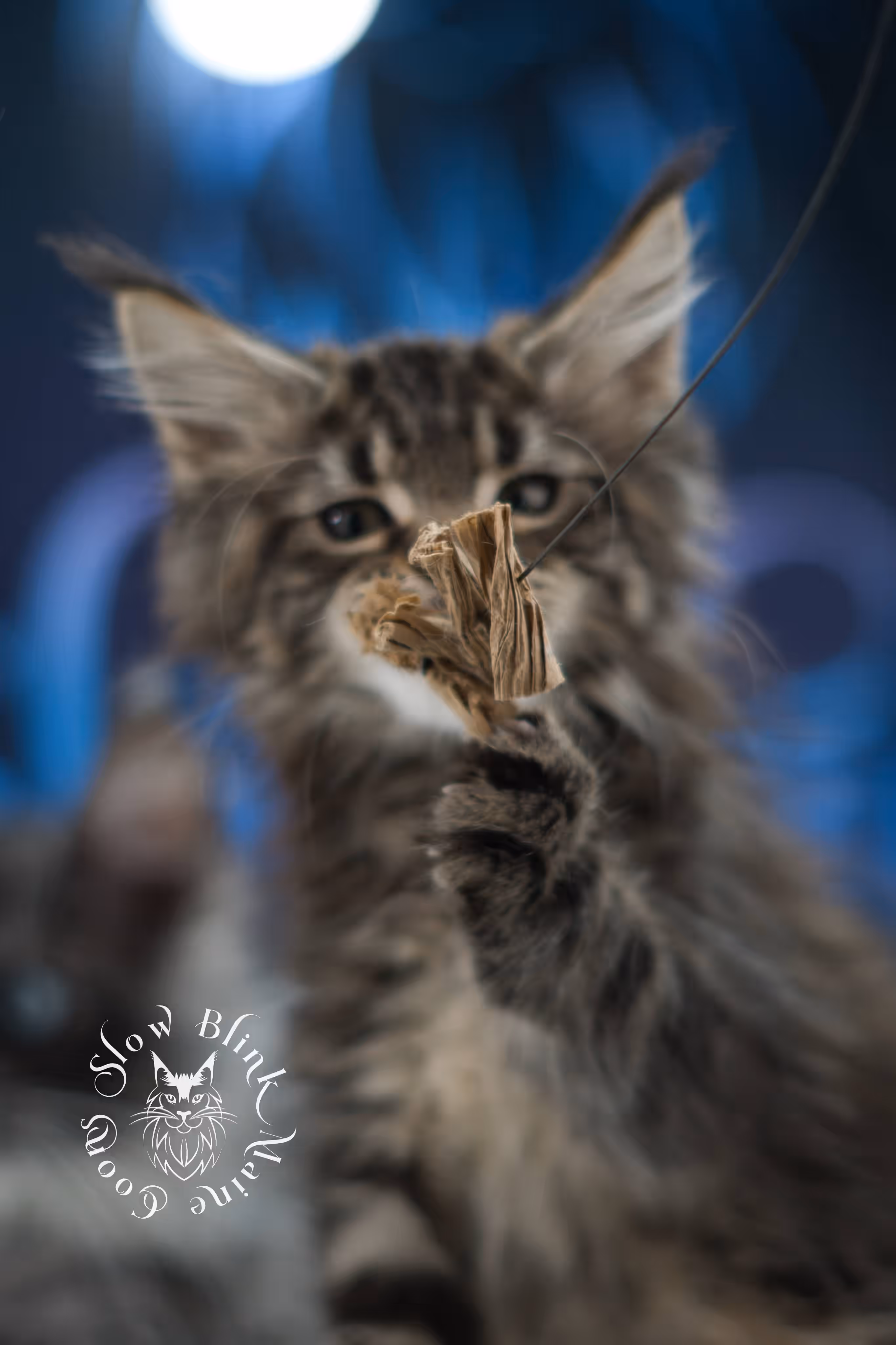 black tabby maine coon kitten male ems code mco n 22 age 9 weeks old taken jun 1 2026 SlowBlink Maine Coons Photo > black tabby maine coon kitten male ems code mco n 22 age 9 weeks old taken jun 1 2026
