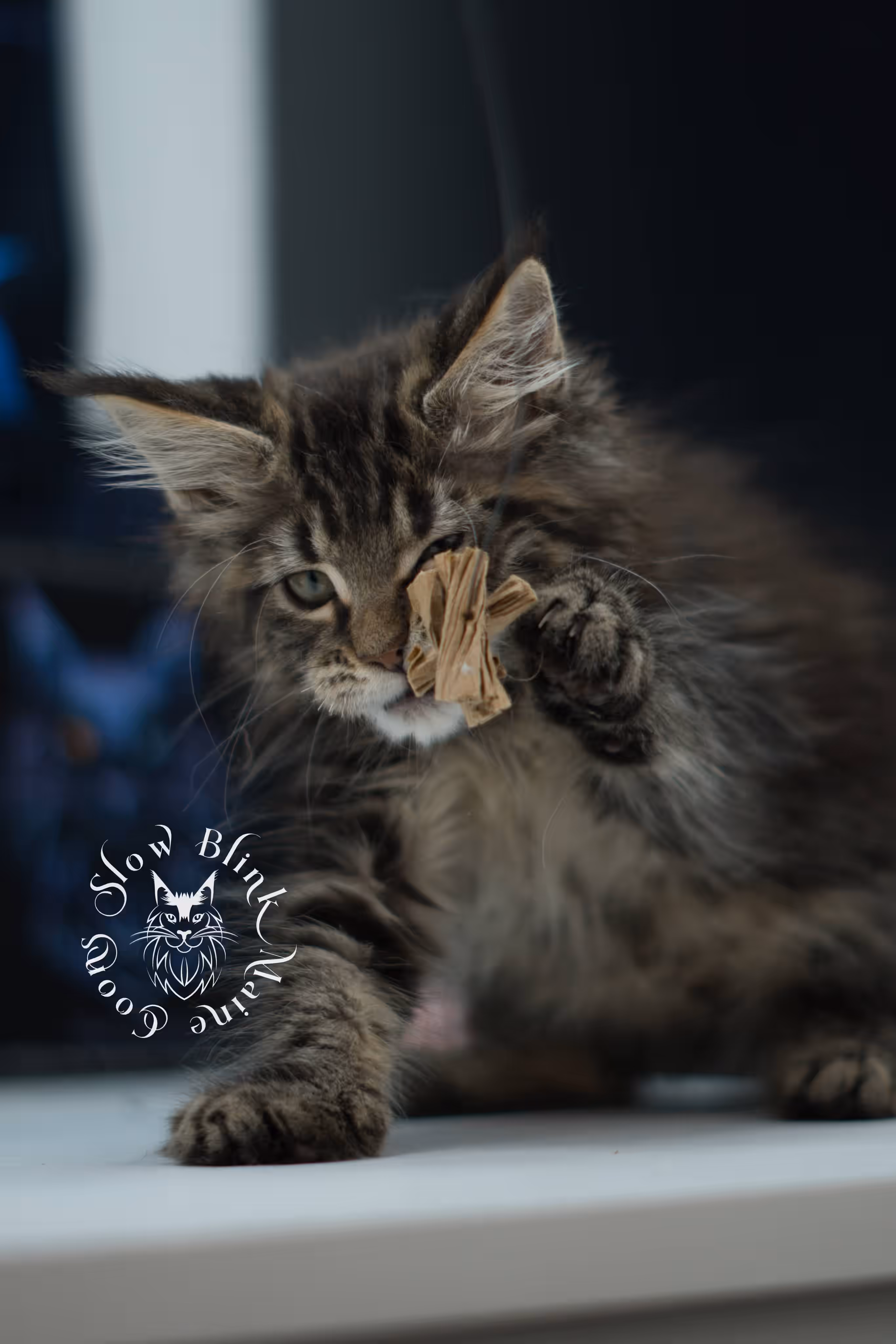 black tabby maine coon kitten male ems code mco n 22 age 9 weeks old taken jun 1 2026 SlowBlink Maine Coons Photo > black tabby maine coon kitten male ems code mco n 22 age 9 weeks old taken jun 1 2026