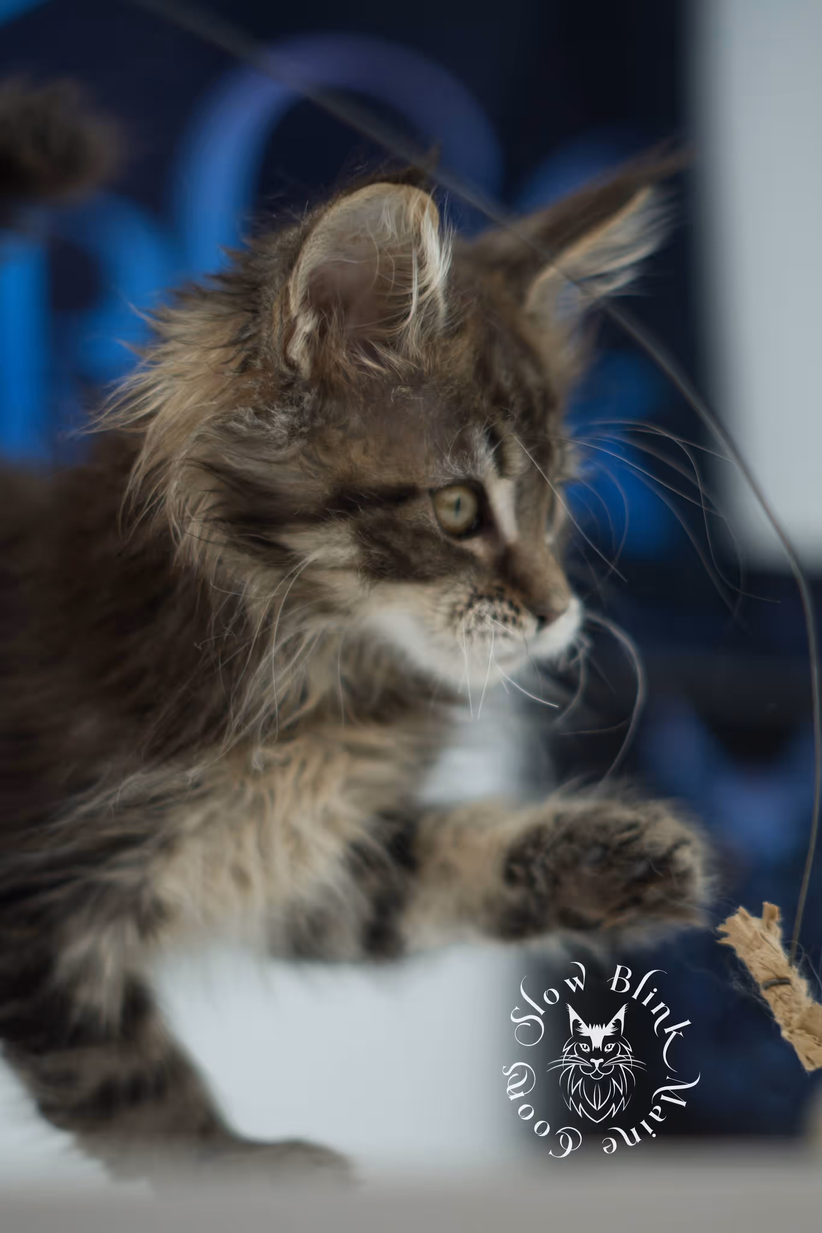 black tabby maine coon kitten male ems code mco n 22 age 9 weeks old taken jun 1 2026 SlowBlink Maine Coons Photo > black tabby maine coon kitten male ems code mco n 22 age 9 weeks old taken jun 1 2026