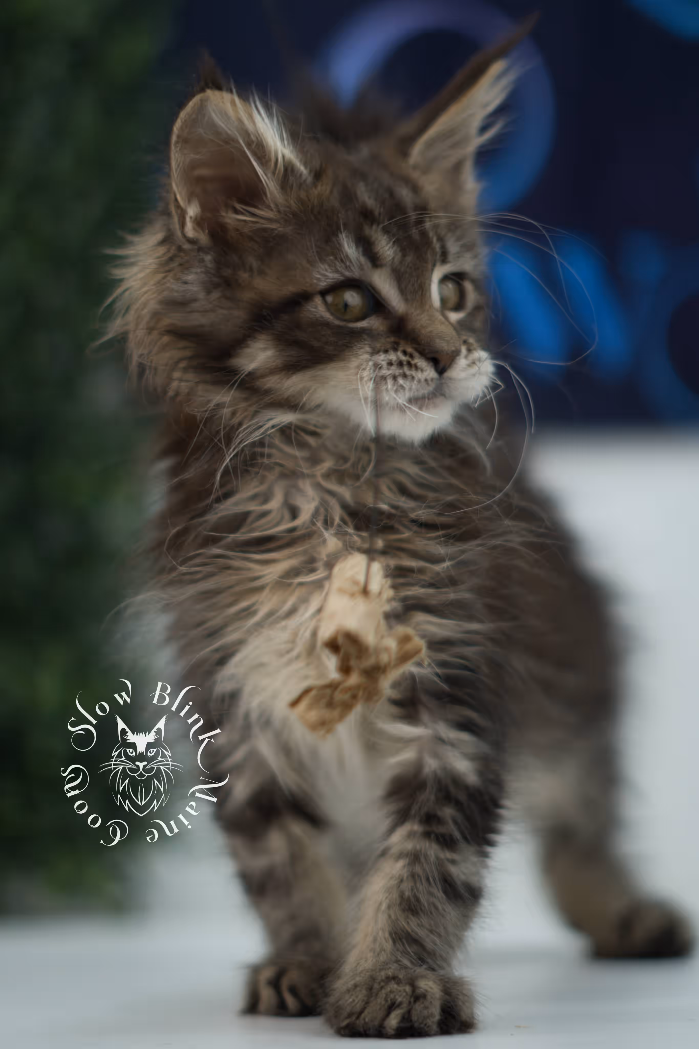 black tabby maine coon kitten male ems code mco n 22 age 9 weeks old taken jun 1 2026 SlowBlink Maine Coons Photo > black tabby maine coon kitten male ems code mco n 22 age 9 weeks old taken jun 1 2026