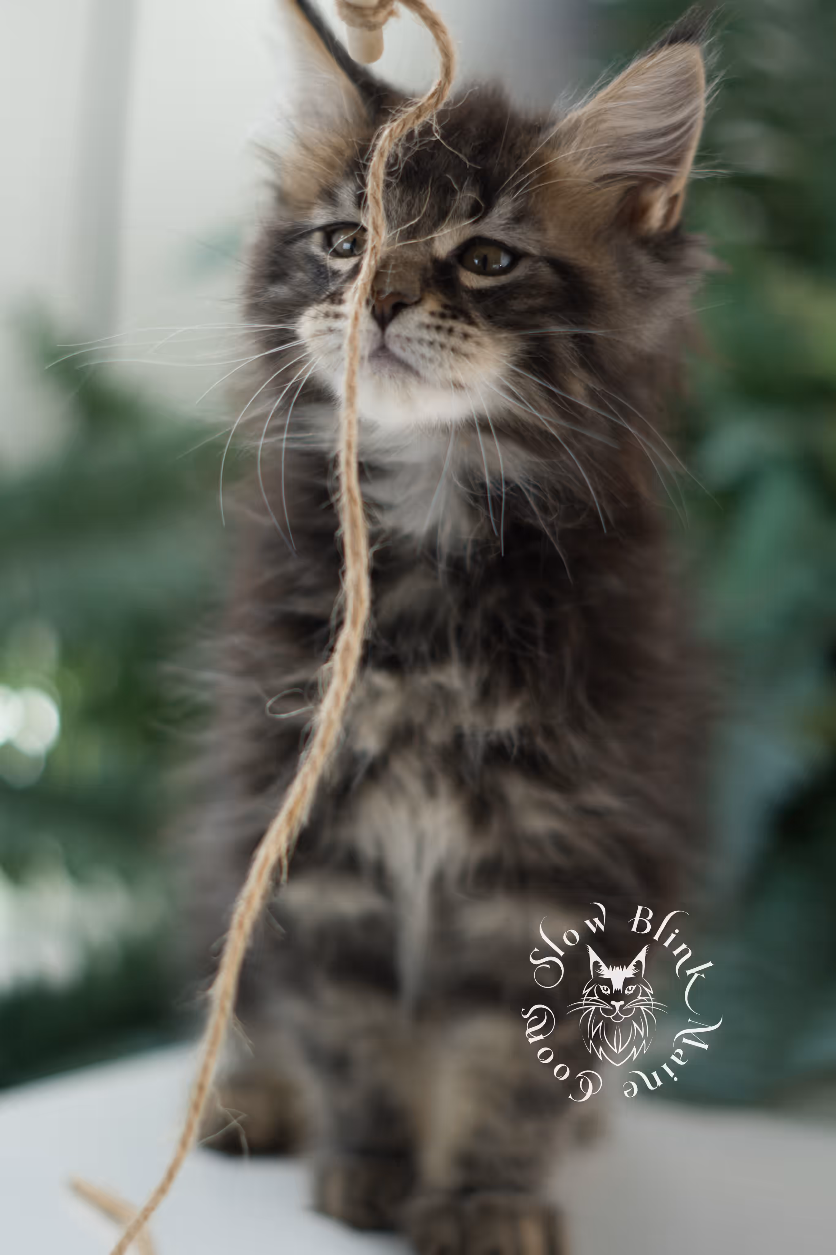 brown maine coon | black tabby | maine coon kitten | classic tabby | ems code n 22 | male | age 10 weeks | taken mar 2025 | polydactyl Black Tabby Maine Coon Kittens > brown maine coon | black tabby | maine coon kitten | classic tabby | ems code n 22 | male | age 10 weeks | taken mar 2025 | polydactyl | idx 01