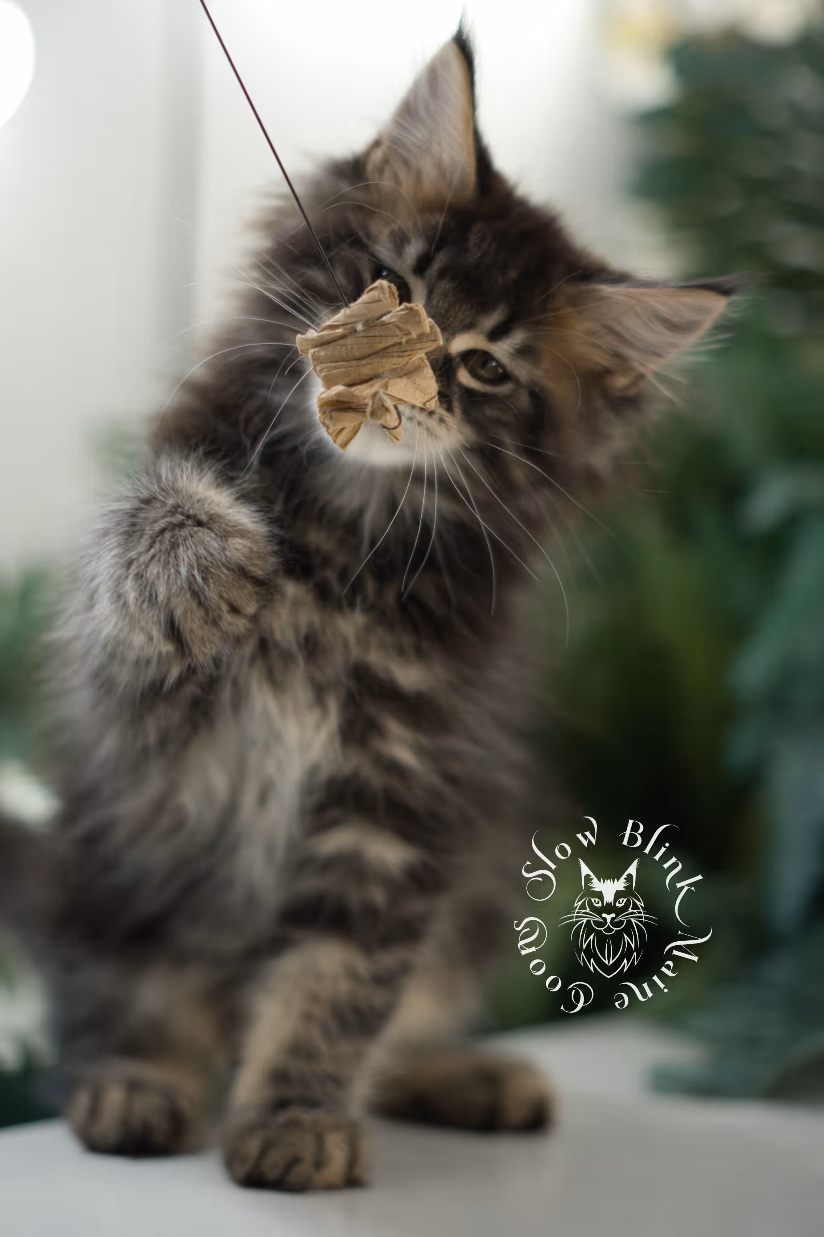 brown maine coon | black tabby | maine coon kitten | classic tabby | ems code n 22 | male | age 10 weeks | taken mar 2025 | polydactyl Black Tabby Maine Coon Kittens > brown maine coon | black tabby | maine coon kitten | classic tabby | ems code n 22 | male | age 10 weeks | taken mar 2025 | polydactyl | idx 02