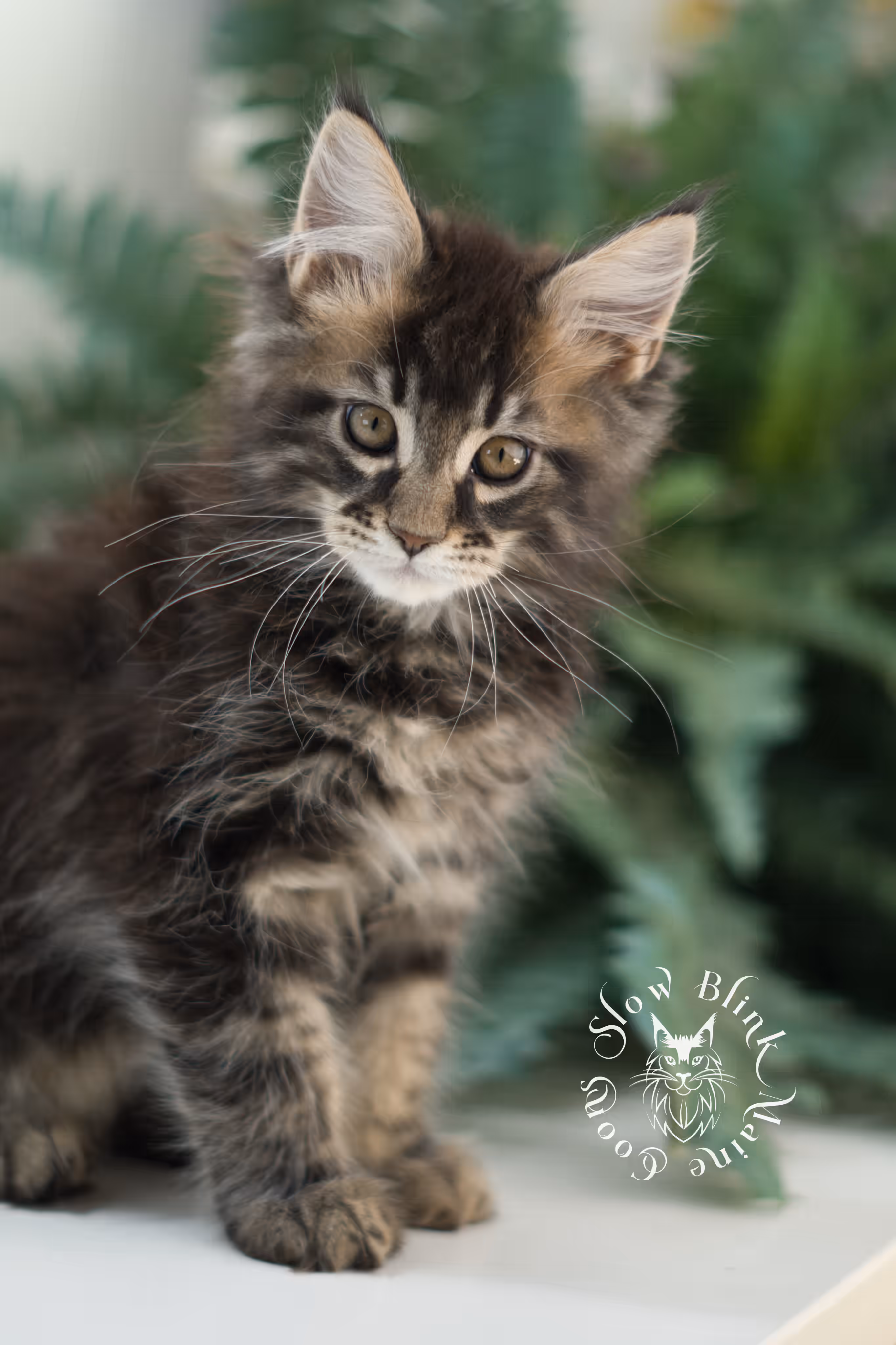 brown maine coon | black tabby | maine coon kitten | classic tabby | ems code n 22 | male | age 10 weeks | taken mar 2025 | polydactyl Black Tabby Maine Coon Kittens > brown maine coon | black tabby | maine coon kitten | classic tabby | ems code n 22 | male | age 10 weeks | taken mar 2025 | polydactyl | idx 04