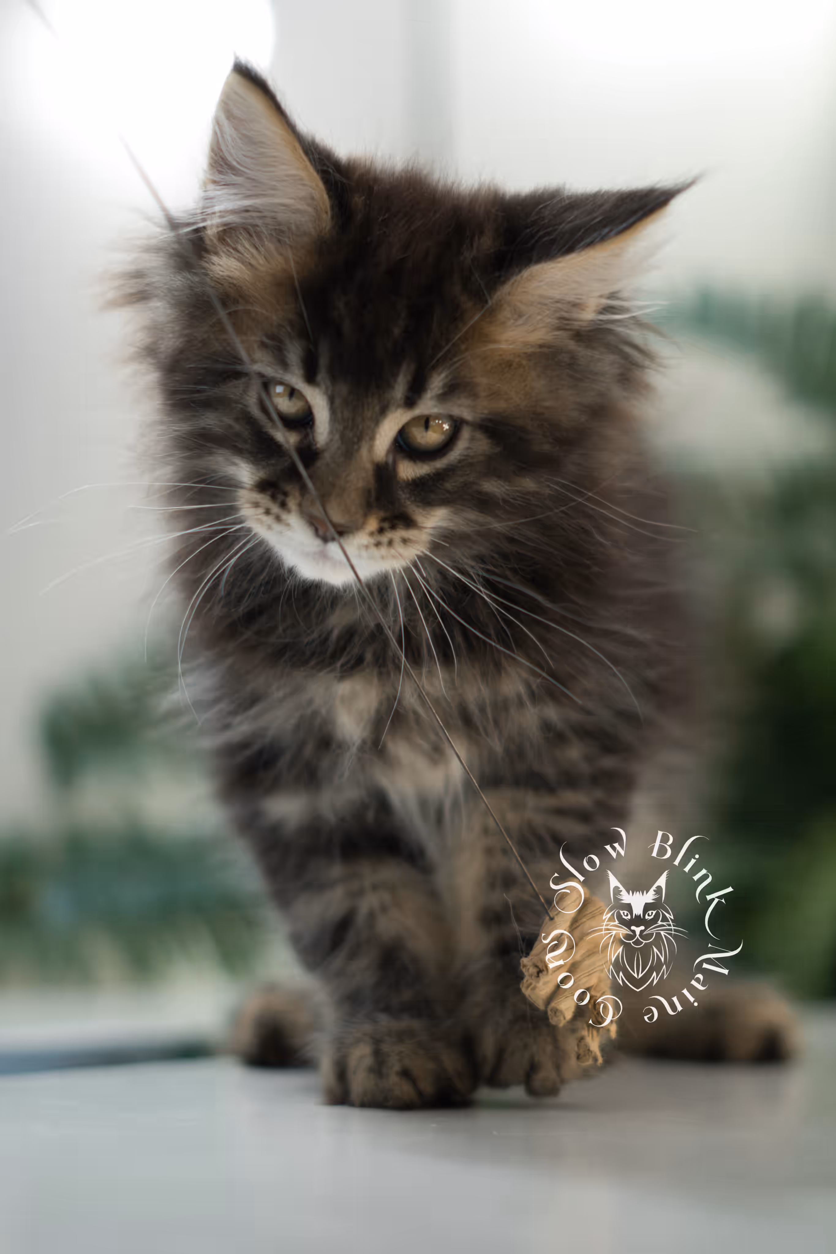 brown maine coon | black tabby | maine coon kitten | classic tabby | ems code n 22 | male | age 10 weeks | taken mar 2025 | polydactyl Black Tabby Maine Coon Kittens > brown maine coon | black tabby | maine coon kitten | classic tabby | ems code n 22 | male | age 10 weeks | taken mar 2025 | polydactyl | idx 05