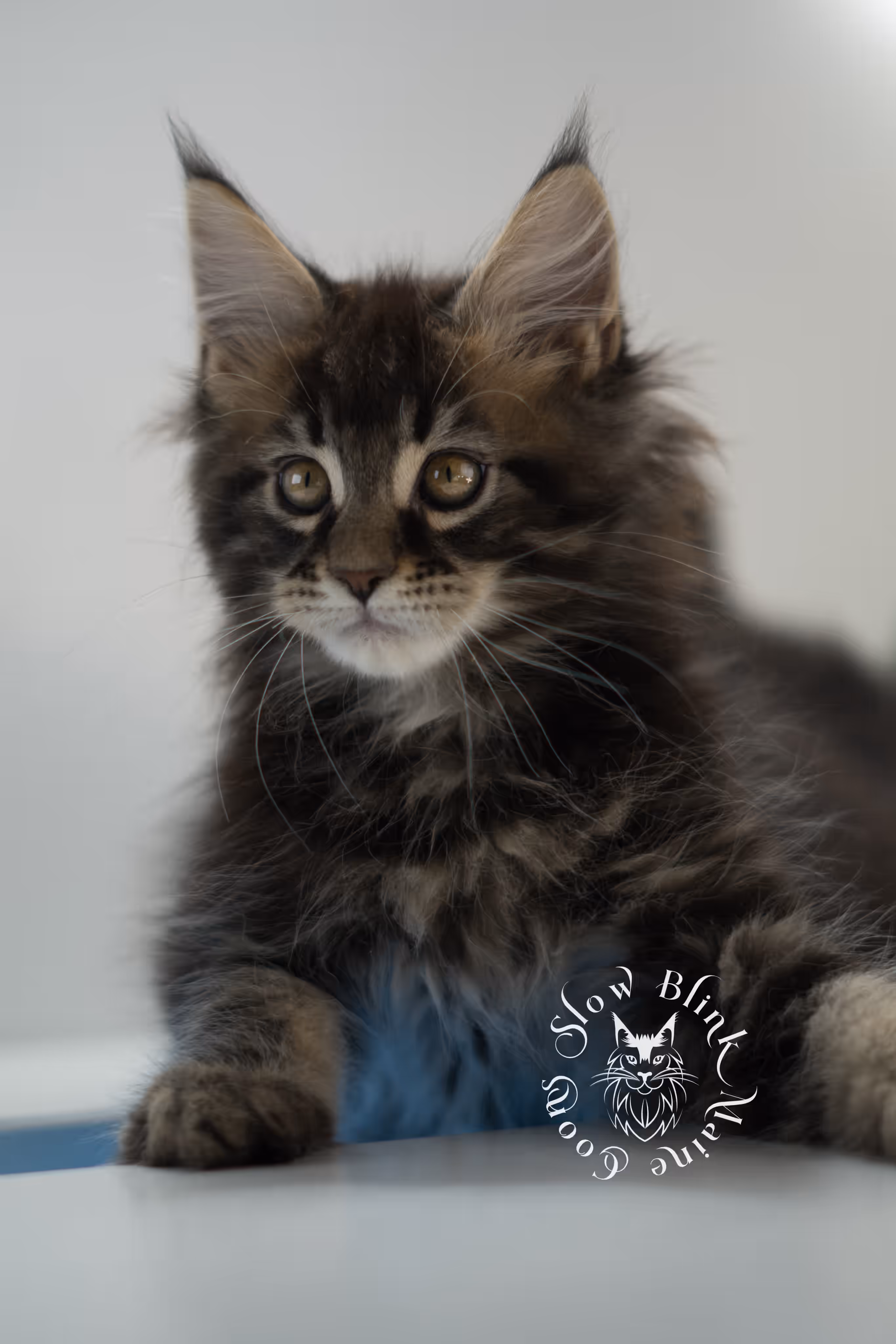 brown maine coon | black tabby | maine coon kitten | classic tabby | ems code n 22 | male | age 10 weeks | taken mar 2025 | polydactyl Black Tabby Maine Coon Kittens > brown maine coon | black tabby | maine coon kitten | classic tabby | ems code n 22 | male | age 10 weeks | taken mar 2025 | polydactyl | idx 06