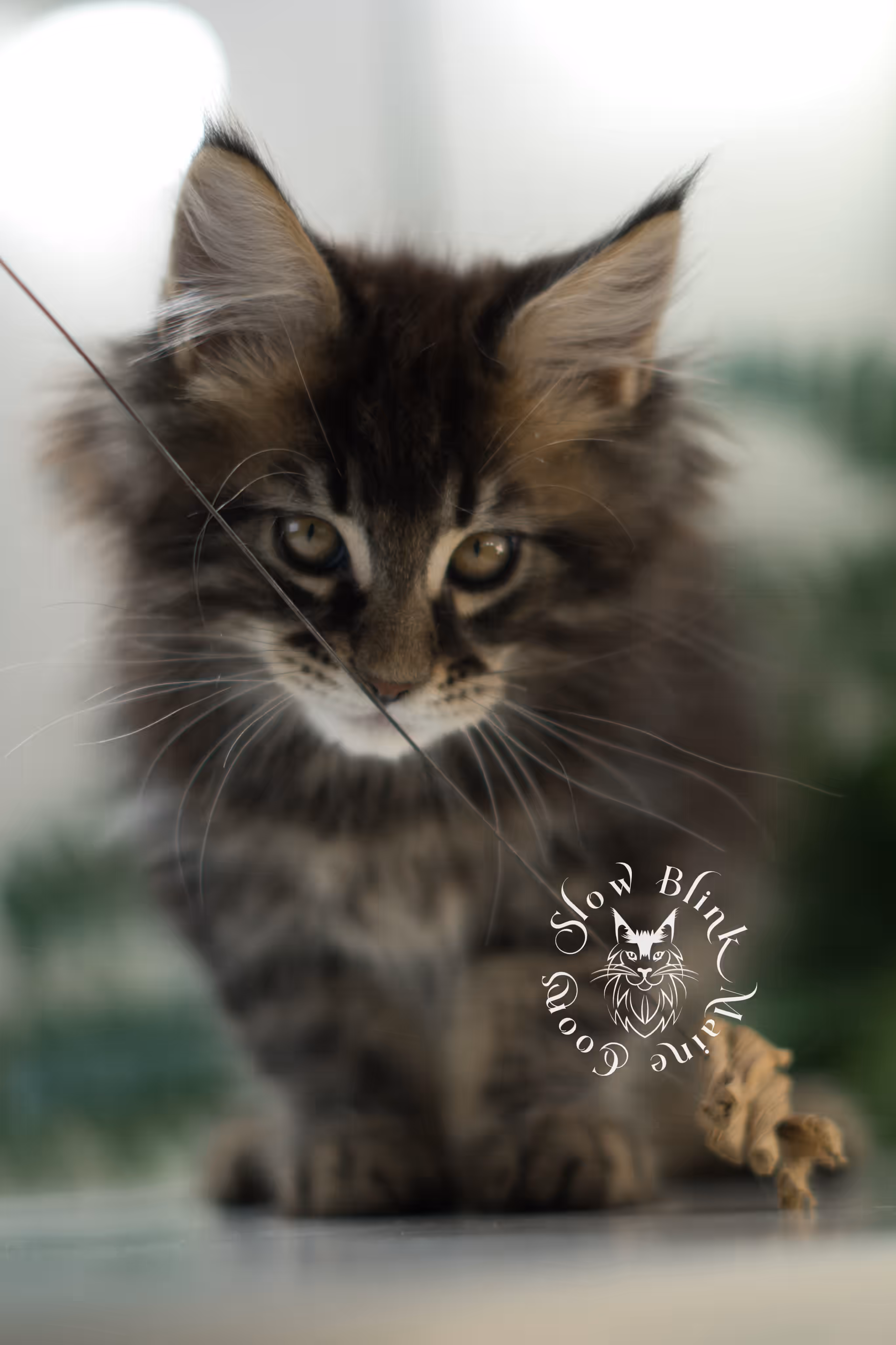 brown maine coon | black tabby | maine coon kitten | classic tabby | ems code n 22 | male | age 10 weeks | taken mar 2025 | polydactyl Black Tabby Maine Coon Kittens > brown maine coon | black tabby | maine coon kitten | classic tabby | ems code n 22 | male | age 10 weeks | taken mar 2025 | polydactyl | idx 07