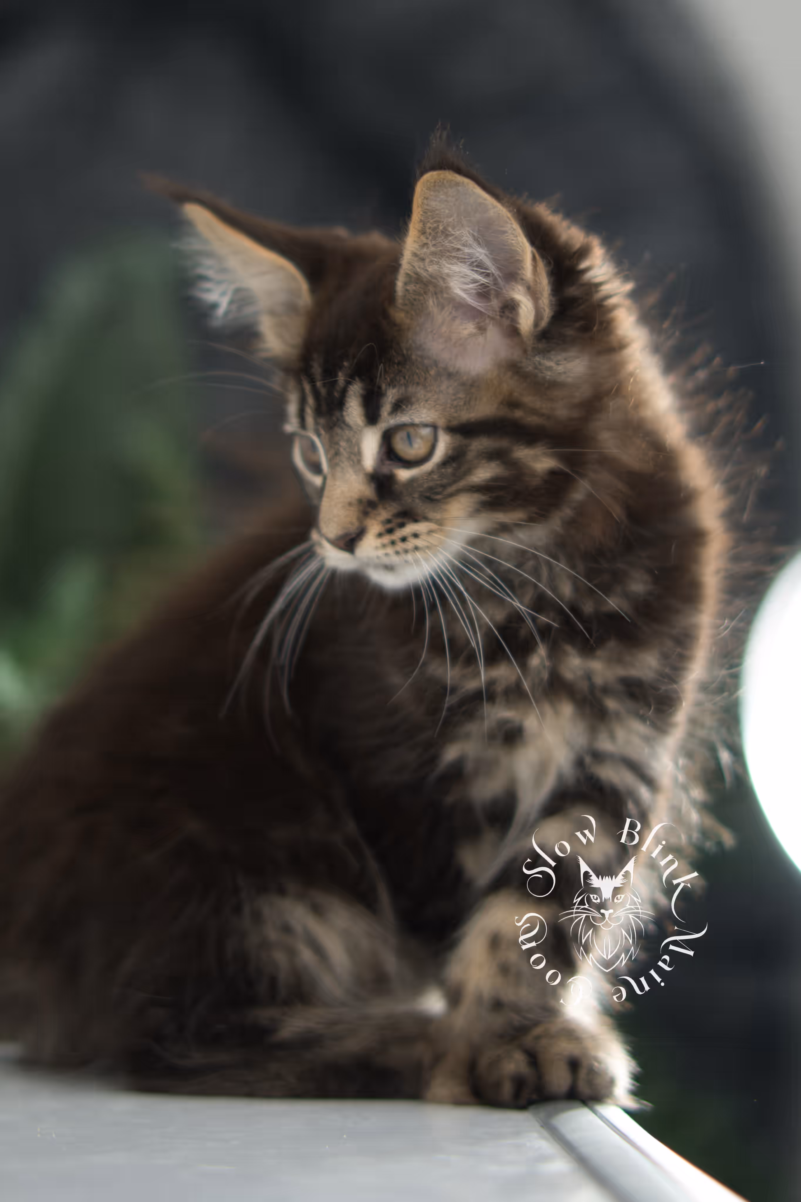 brown maine coon | black tabby | maine coon kitten | classic tabby | ems code n 22 | male | age 8 weeks | taken dec 2024 | polydactyl | named liam Black Tabby Maine Coon Kittens > brown maine coon | black tabby | maine coon kitten | classic tabby | ems code n 22 | male | age 8 weeks | taken dec 2024 | polydactyl | named liam | idx 01