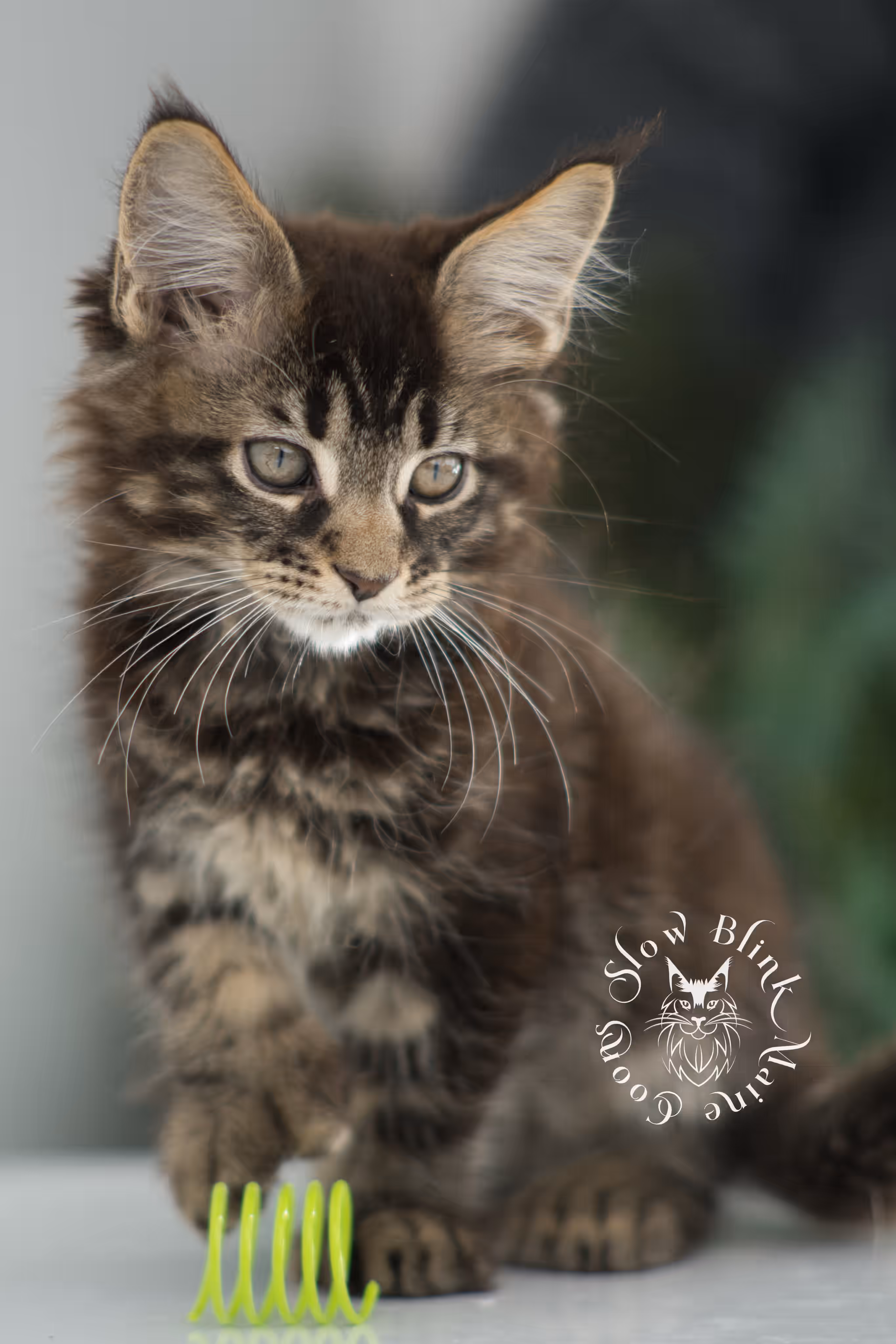 brown maine coon | black tabby | maine coon kitten | classic tabby | ems code n 22 | male | age 8 weeks | taken dec 2024 | polydactyl | named liam Black Tabby Maine Coon Kittens > brown maine coon | black tabby | maine coon kitten | classic tabby | ems code n 22 | male | age 8 weeks | taken dec 2024 | polydactyl | named liam | idx 02