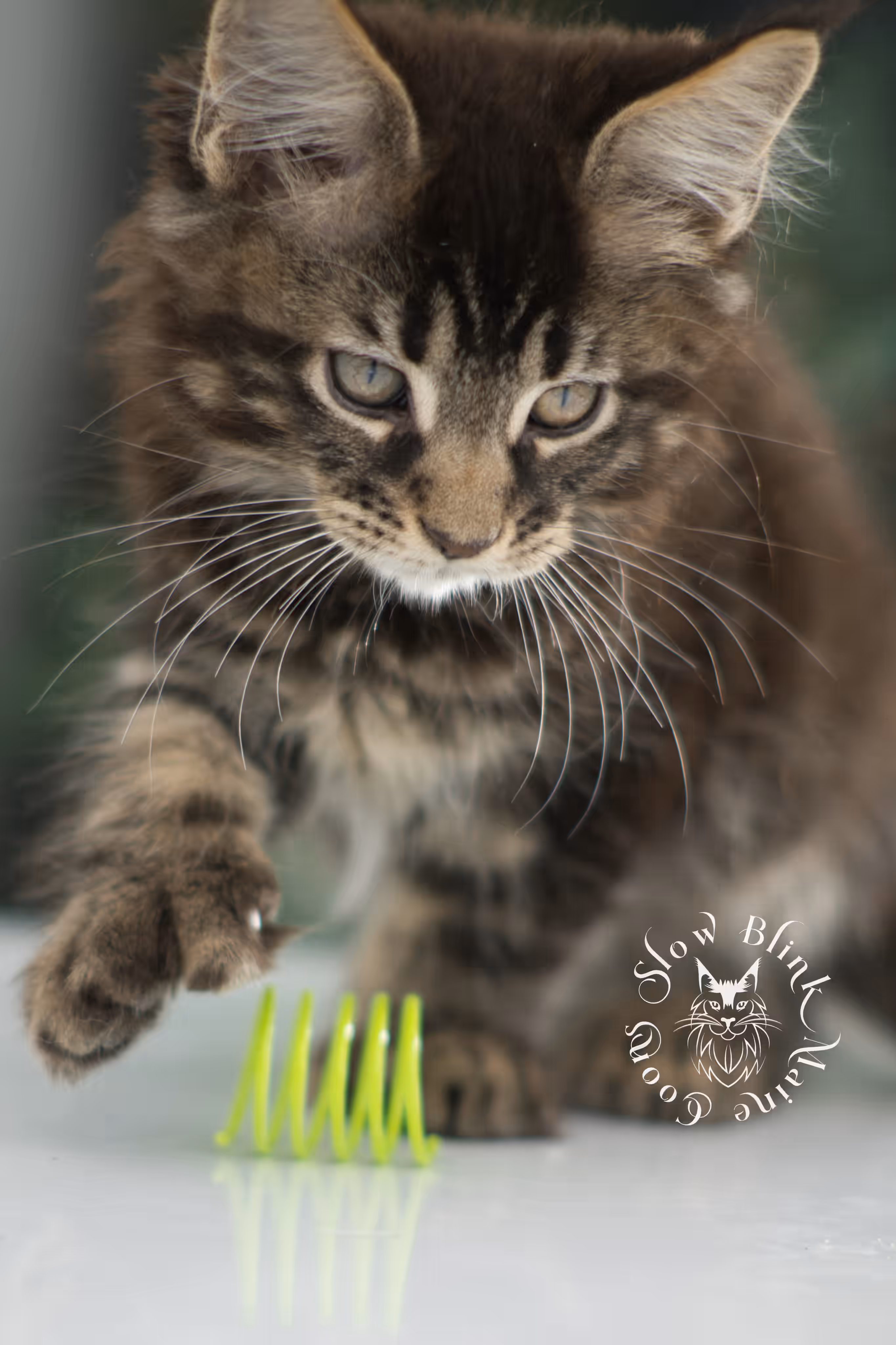 brown maine coon | black tabby | maine coon kitten | classic tabby | ems code n 22 | male | age 8 weeks | taken dec 2024 | polydactyl | named liam Black Tabby Maine Coon Kittens > brown maine coon | black tabby | maine coon kitten | classic tabby | ems code n 22 | male | age 8 weeks | taken dec 2024 | polydactyl | named liam | idx 03