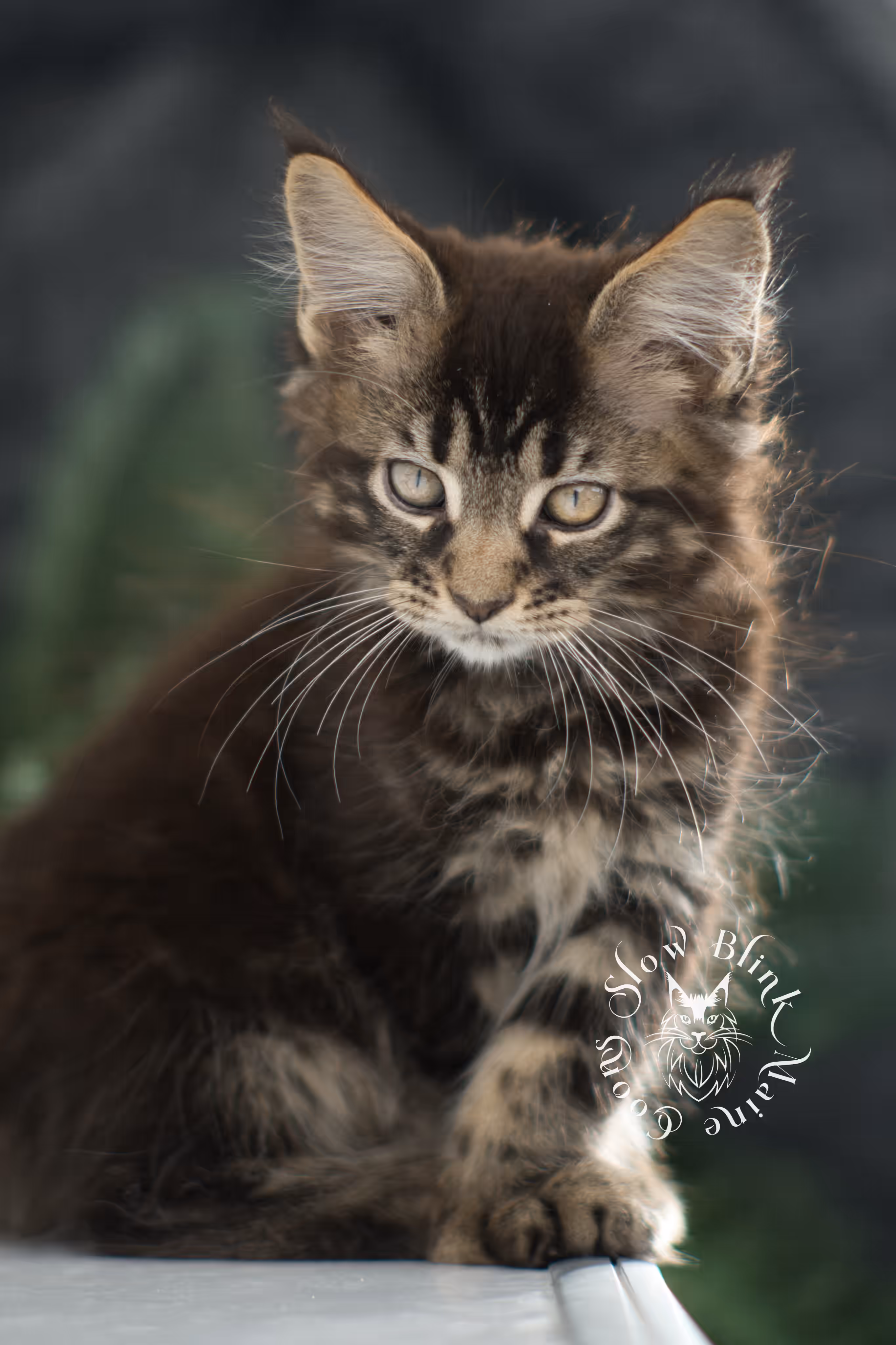brown maine coon | black tabby | maine coon kitten | classic tabby | ems code n 22 | male | age 8 weeks | taken dec 2024 | polydactyl | named liam Black Tabby Maine Coon Kittens > brown maine coon | black tabby | maine coon kitten | classic tabby | ems code n 22 | male | age 8 weeks | taken dec 2024 | polydactyl | named liam | idx 04