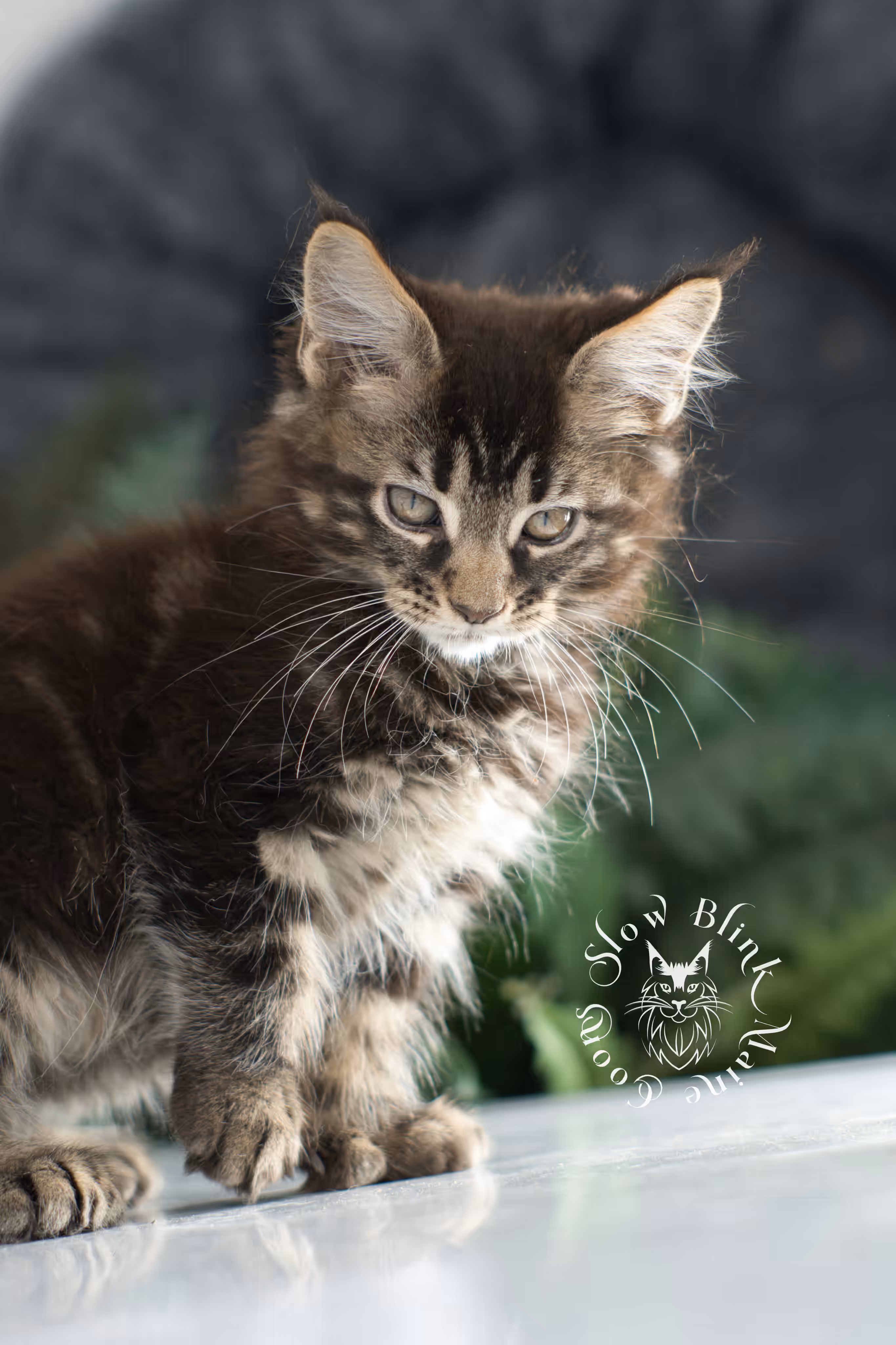 brown maine coon | black tabby | maine coon kitten | classic tabby | ems code n 22 | male | age 8 weeks | taken dec 2024 | polydactyl | named liam Black Tabby Maine Coon Kittens > brown maine coon | black tabby | maine coon kitten | classic tabby | ems code n 22 | male | age 8 weeks | taken dec 2024 | polydactyl | named liam | idx 06
