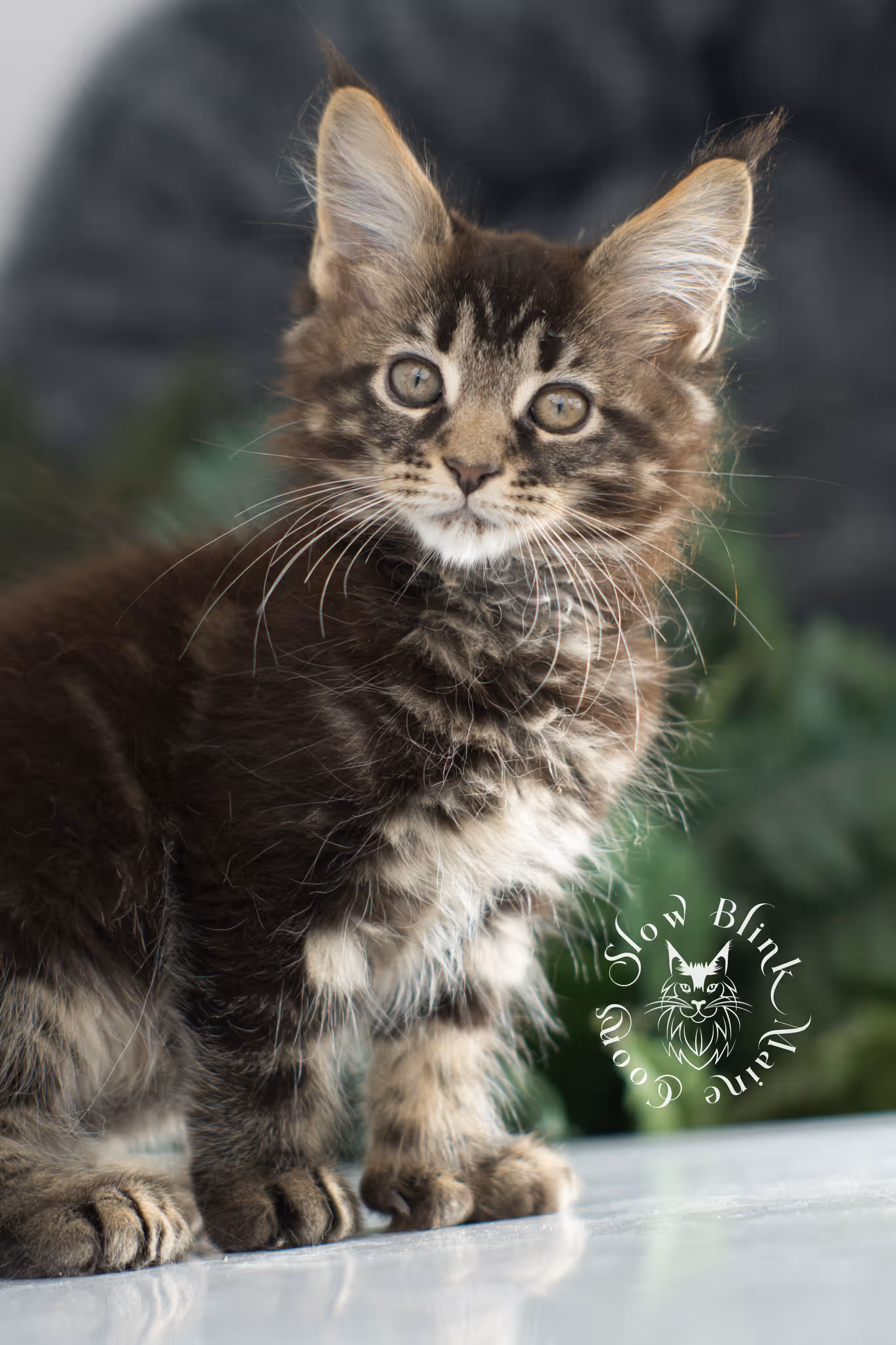 brown maine coon | black tabby | maine coon kitten | classic tabby | ems code n 22 | male | age 8 weeks | taken dec 2024 | polydactyl | named liam Black Tabby Maine Coon Kittens > brown maine coon | black tabby | maine coon kitten | classic tabby | ems code n 22 | male | age 8 weeks | taken dec 2024 | polydactyl | named liam | idx 07