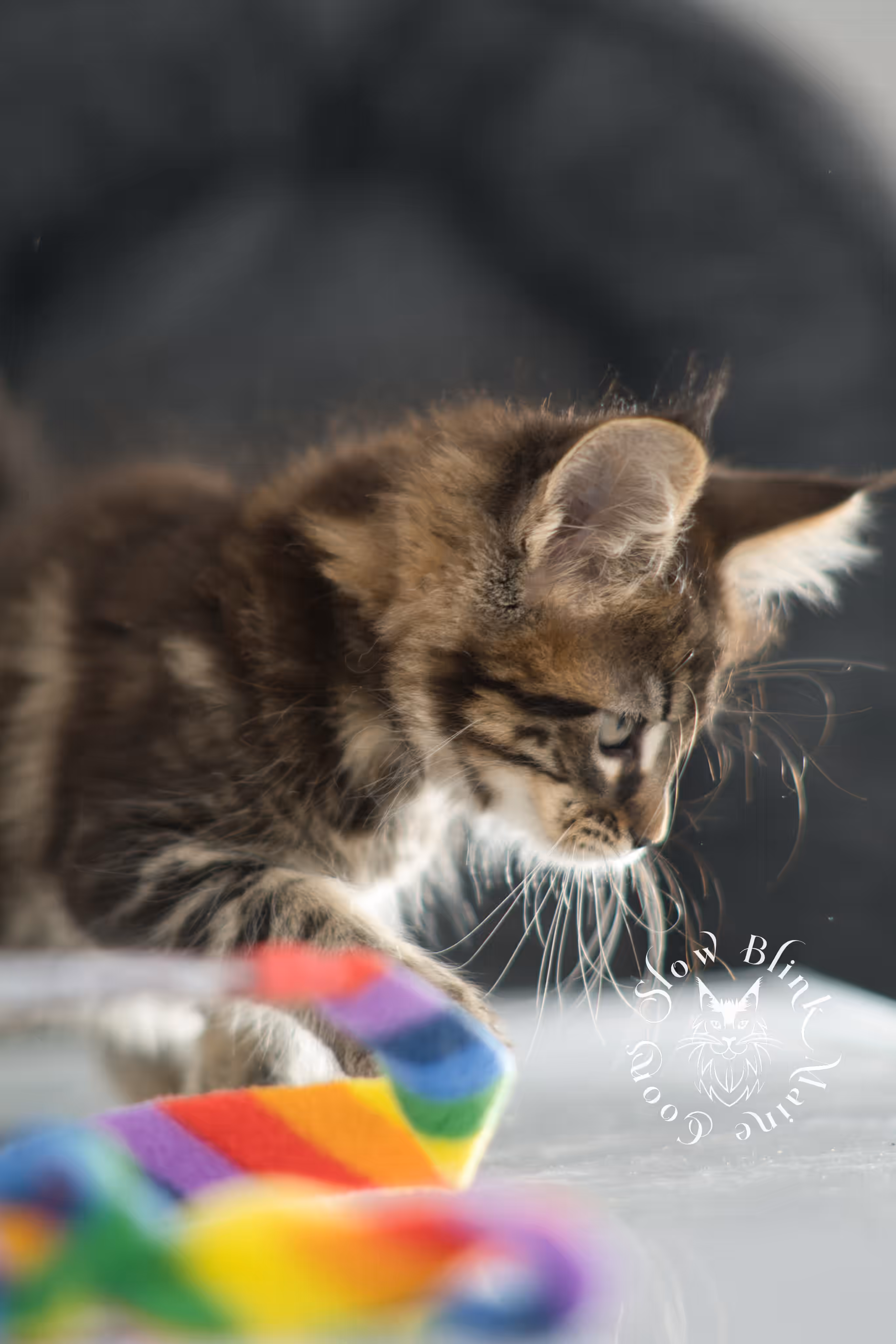 brown maine coon | black tabby | maine coon kitten | classic tabby | ems code n 22 | male | age 8 weeks | taken dec 2024 | polydactyl | named liam Black Tabby Maine Coon Kittens > brown maine coon | black tabby | maine coon kitten | classic tabby | ems code n 22 | male | age 8 weeks | taken dec 2024 | polydactyl | named liam | idx 08