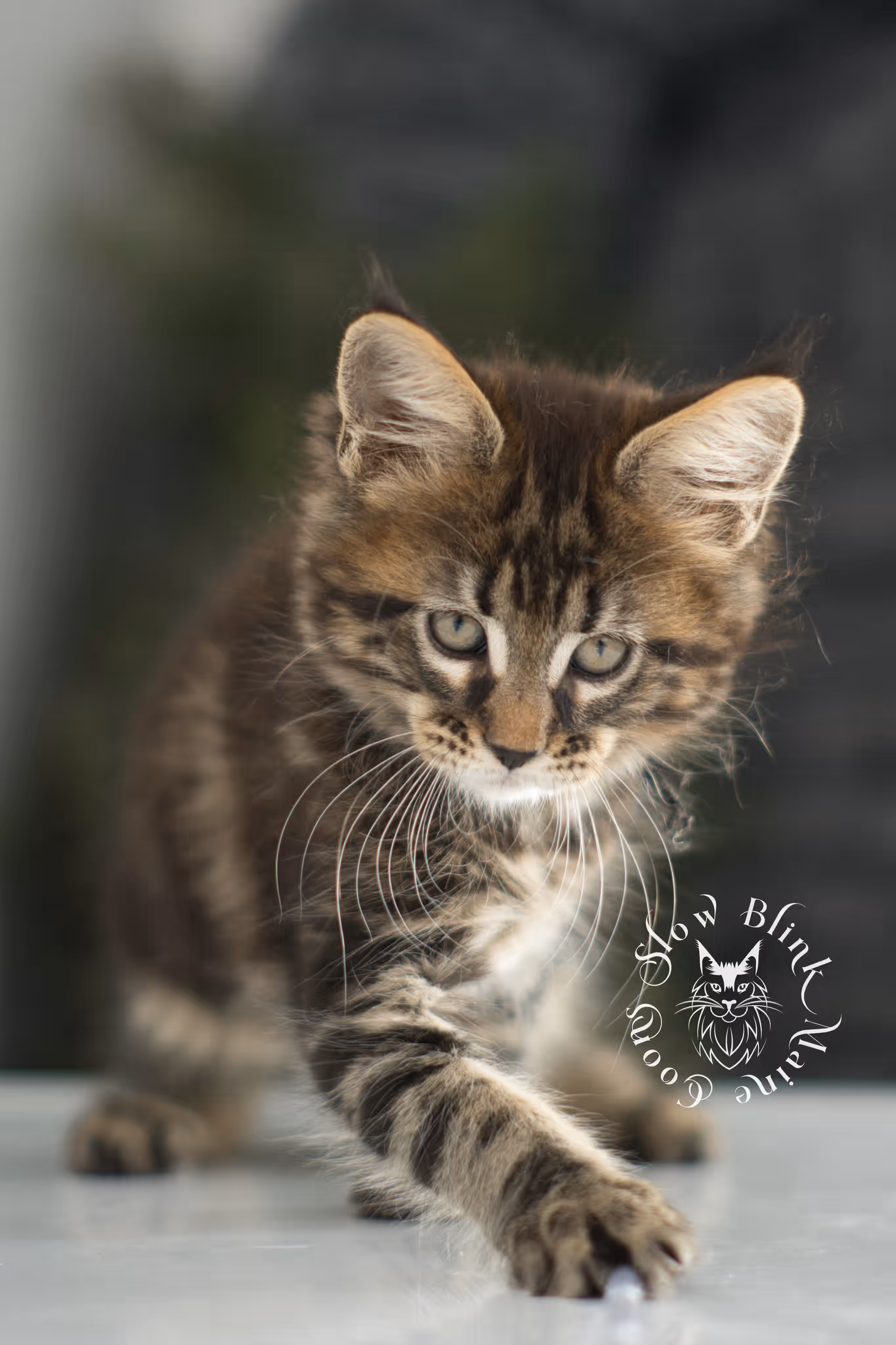 brown maine coon | black tabby | maine coon kitten | classic tabby | ems code n 22 | male | age 8 weeks | taken dec 2024 | polydactyl | named liam Black Tabby Maine Coon Kittens > brown maine coon | black tabby | maine coon kitten | classic tabby | ems code n 22 | male | age 8 weeks | taken dec 2024 | polydactyl | named liam | idx 10