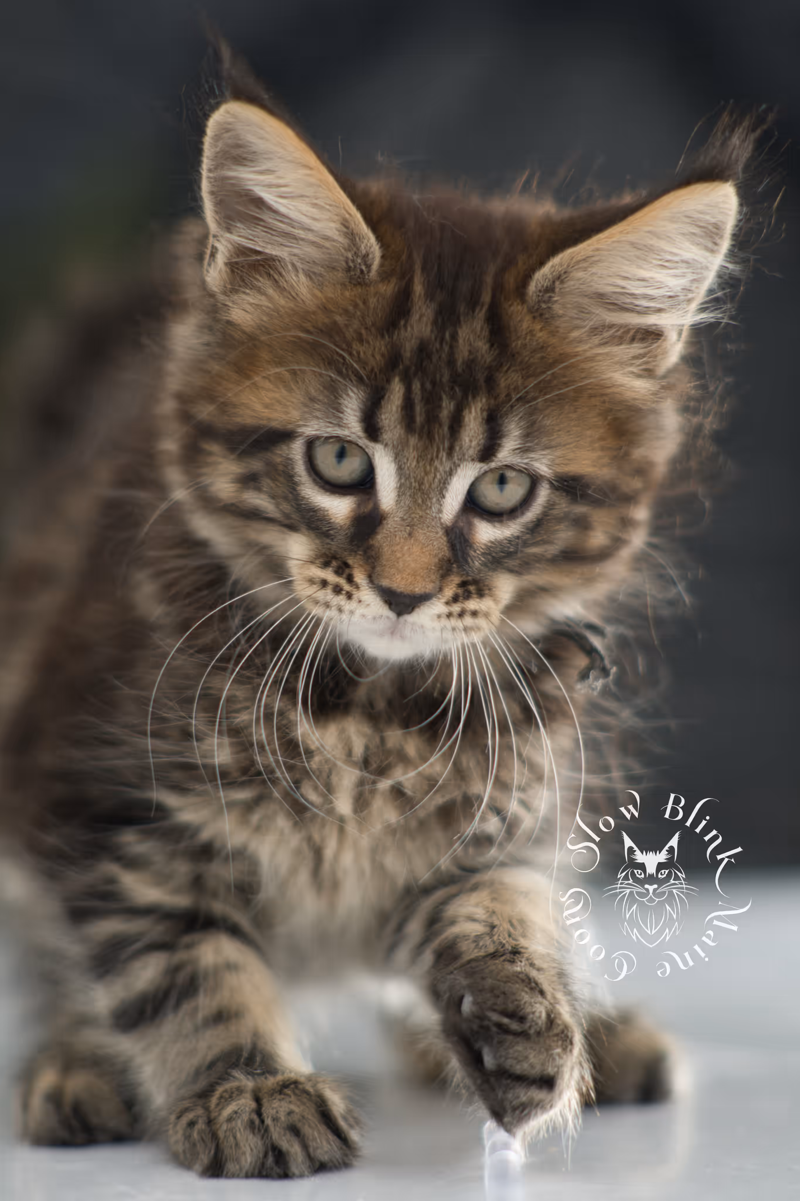 brown maine coon | black tabby | maine coon kitten | classic tabby | ems code n 22 | male | age 8 weeks | taken dec 2024 | polydactyl | named liam Black Tabby Maine Coon Kittens > brown maine coon | black tabby | maine coon kitten | classic tabby | ems code n 22 | male | age 8 weeks | taken dec 2024 | polydactyl | named liam | idx 11