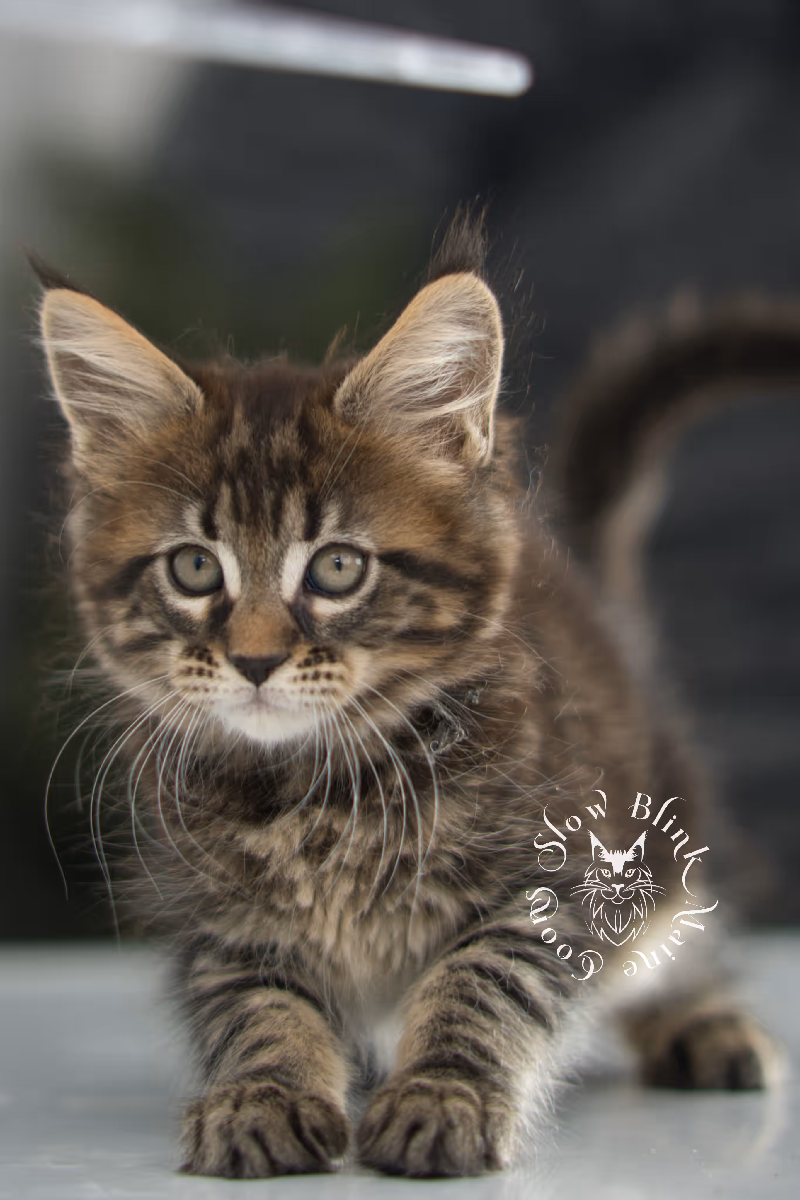 brown maine coon | black tabby | maine coon kitten | classic tabby | ems code n 22 | male | age 8 weeks | taken dec 2024 | polydactyl | named liam Black Tabby Maine Coon Kittens > brown maine coon | black tabby | maine coon kitten | classic tabby | ems code n 22 | male | age 8 weeks | taken dec 2024 | polydactyl | named liam | idx 13