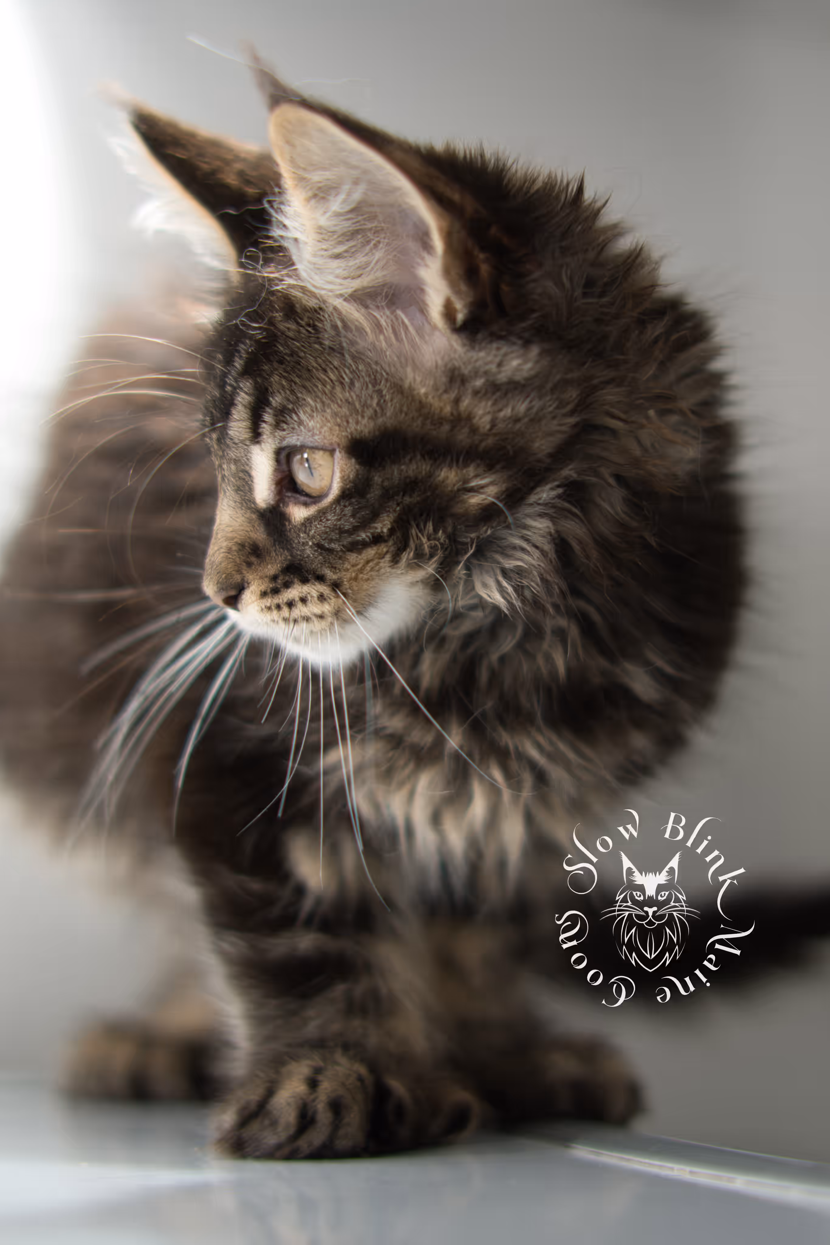 brown maine coon | black tabby | maine coon kitten | classic tabby | ems code n 22 | male | age 8 weeks | taken dec 2024 | polydactyl | named liam Black Tabby Maine Coon Kittens > brown maine coon | black tabby | maine coon kitten | classic tabby | ems code n 22 | male | age 8 weeks | taken dec 2024 | polydactyl | named liam | idx 14
