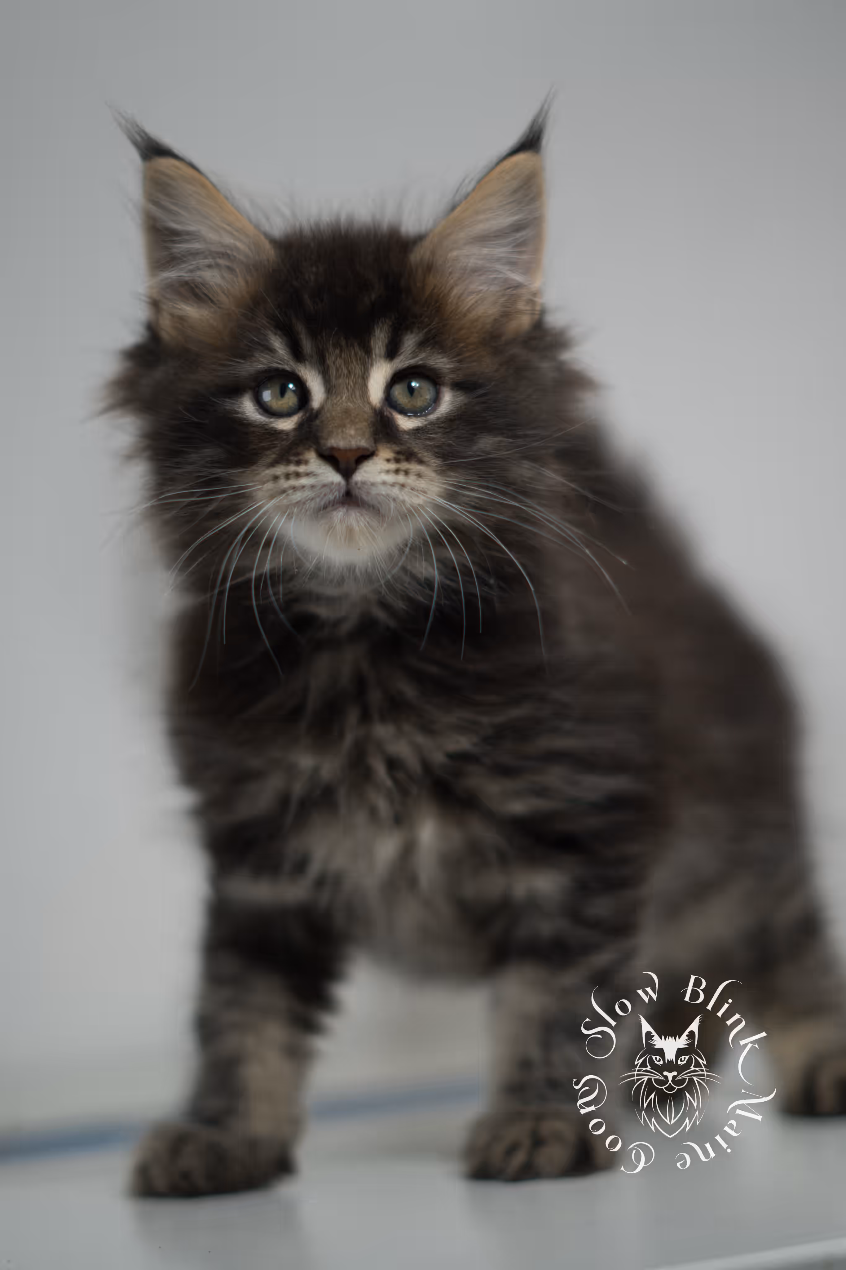 Black Tabby Maine Coon Kittens > brown maine coon | black tabby | maine coon kitten | classic tabby | ems code n 22 | male | age 8 weeks | taken feb 2025 | polydactyl | from iris | idx 01