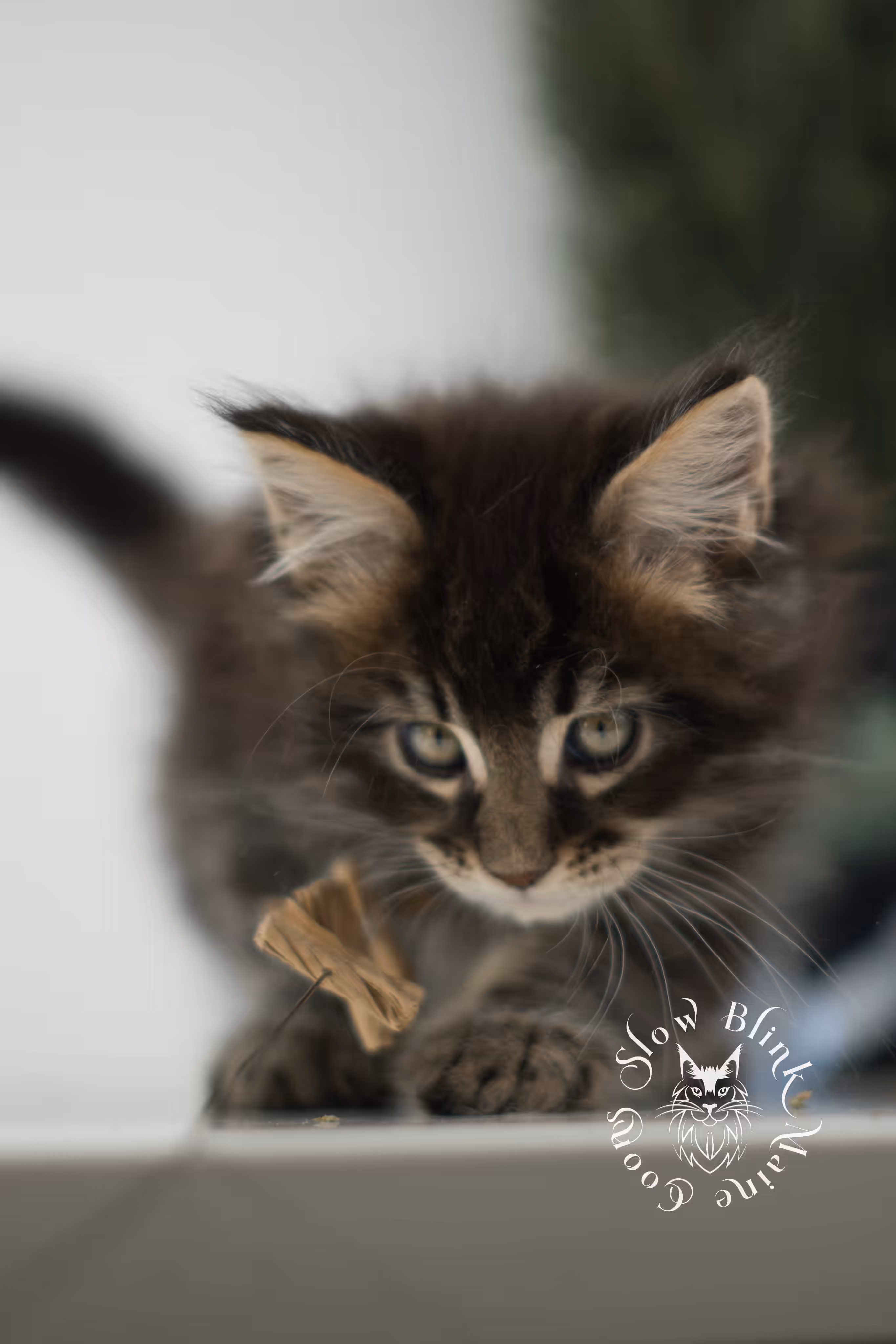 Black Tabby Maine Coon Kittens > brown maine coon | black tabby | maine coon kitten | classic tabby | ems code n 22 | male | age 8 weeks | taken feb 2025 | polydactyl | from iris | idx 02