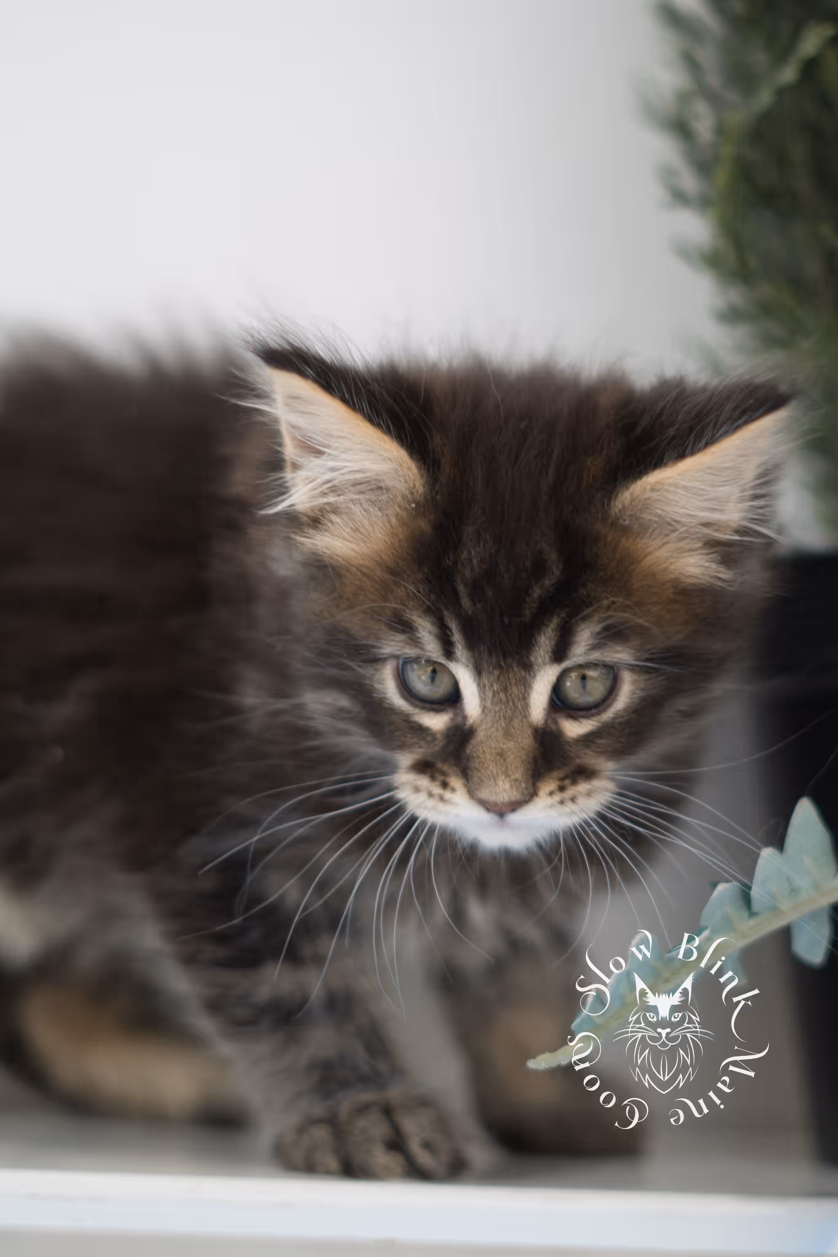 Black Tabby Maine Coon Kittens > brown maine coon | black tabby | maine coon kitten | classic tabby | ems code n 22 | male | age 8 weeks | taken feb 2025 | polydactyl | from iris | idx 03