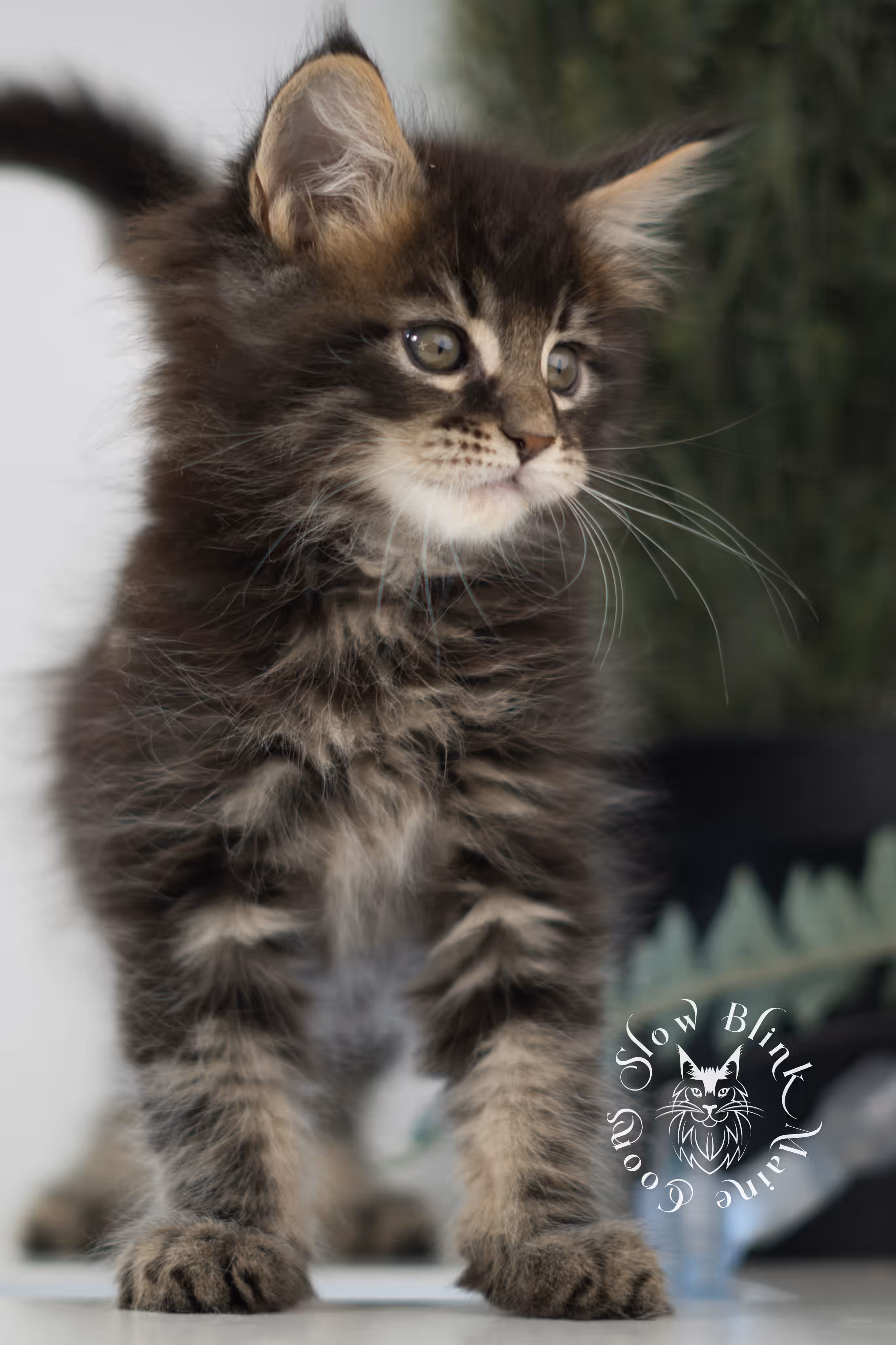 Black Tabby Maine Coon Kittens > brown maine coon | black tabby | maine coon kitten | classic tabby | ems code n 22 | male | age 8 weeks | taken feb 2025 | polydactyl | from iris | idx 04