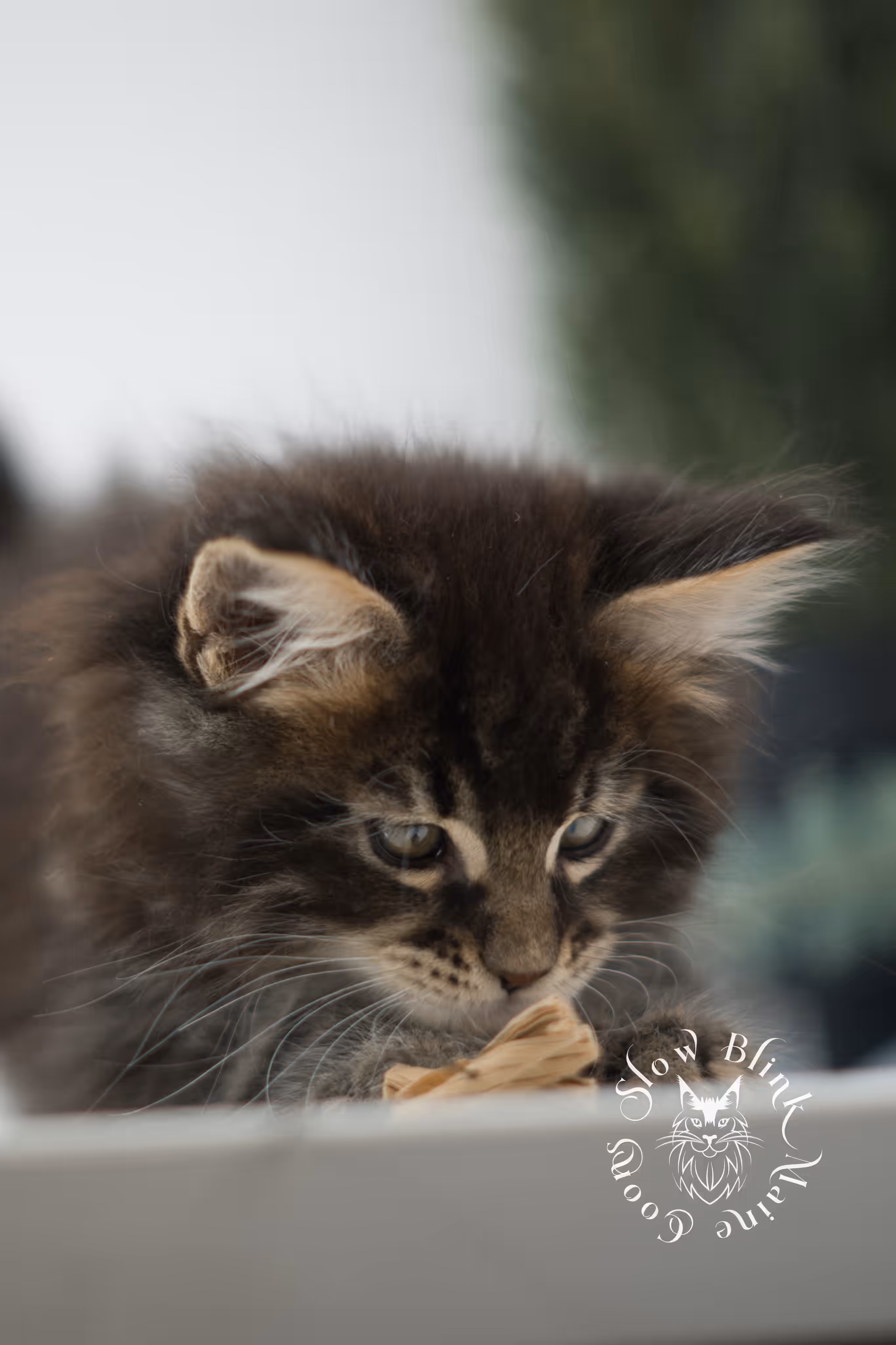 Black Tabby Maine Coon Kittens > brown maine coon | black tabby | maine coon kitten | classic tabby | ems code n 22 | male | age 8 weeks | taken feb 2025 | polydactyl | from iris | idx 05
