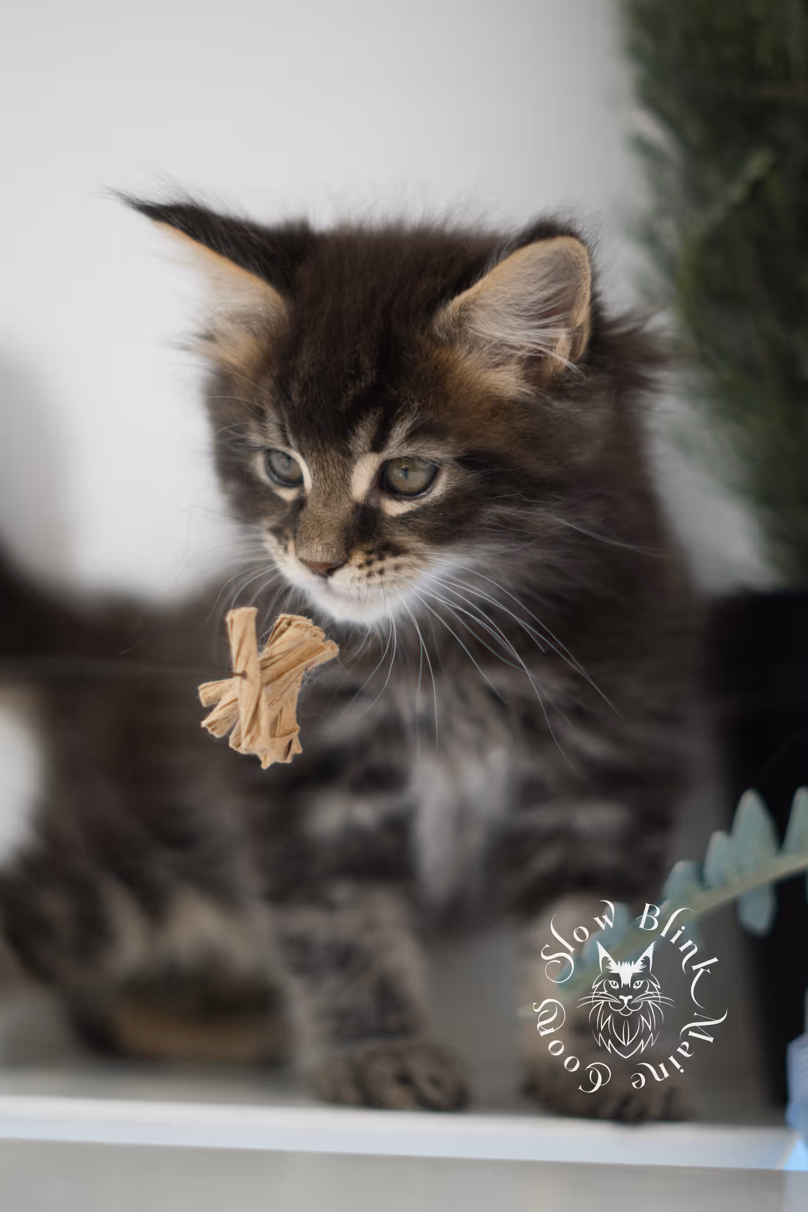 Black Tabby Maine Coon Kittens > brown maine coon | black tabby | maine coon kitten | classic tabby | ems code n 22 | male | age 8 weeks | taken feb 2025 | polydactyl | from iris | idx 07