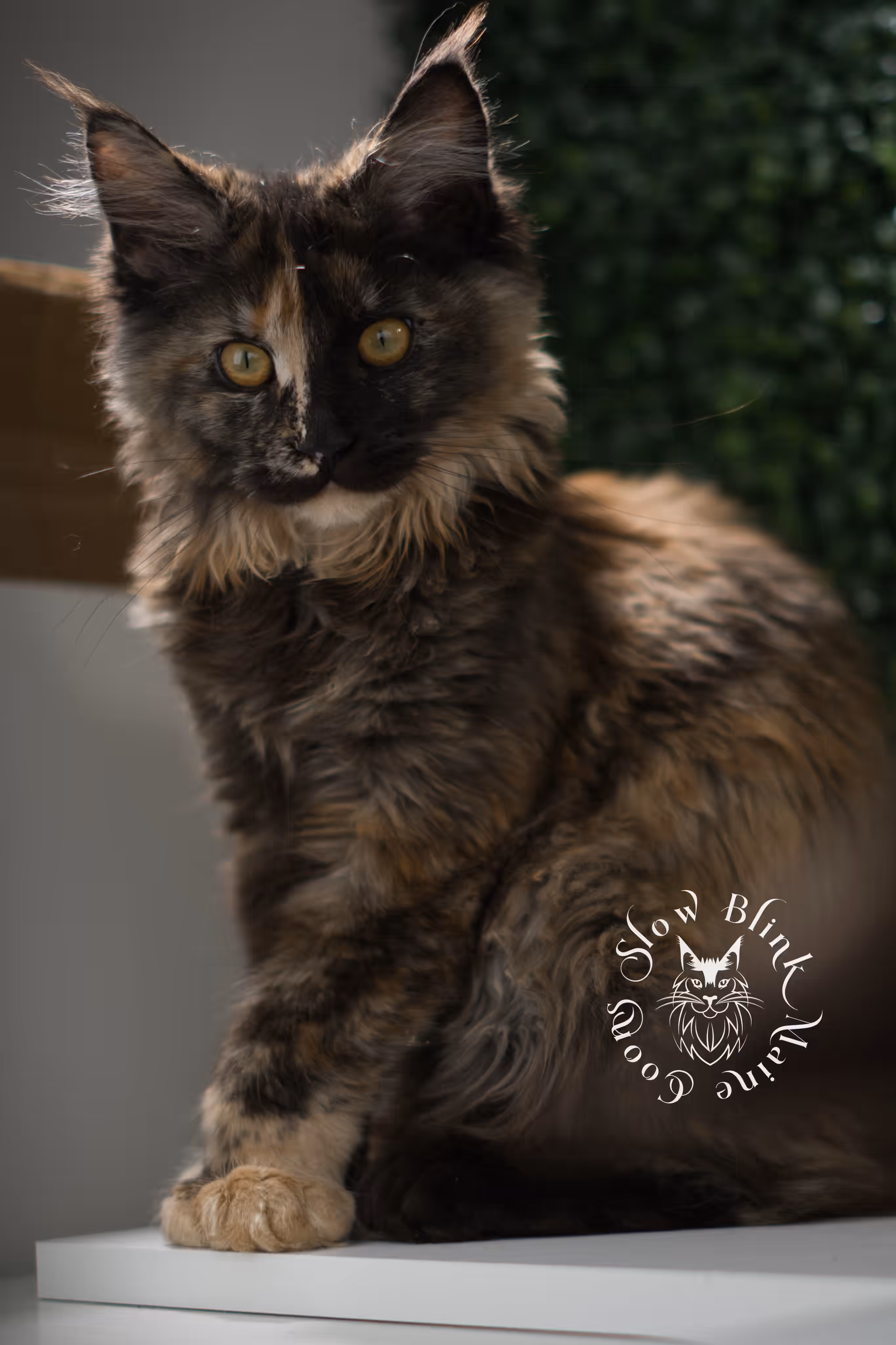 black tortie | maine coon kitten | age 14 weeks old | ems code mcp f 22 | poly | female | taken jun 2025 Black Tortie Maine Coon Kittens > black tortie | maine coon kitten | age 14 weeks old | ems code mcp f 22 | poly | female | taken jun 2025 | idx 01