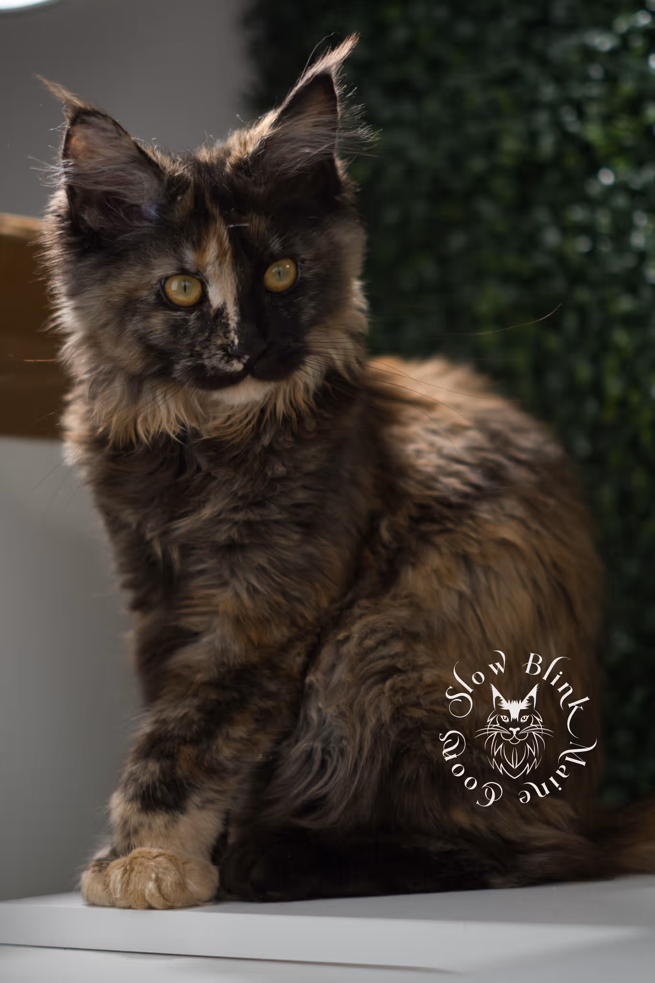 black tortie | maine coon kitten | age 14 weeks old | ems code mcp f 22 | poly | female | taken jun 2025 Black Tortie Maine Coon Kittens > black tortie | maine coon kitten | age 14 weeks old | ems code mcp f 22 | poly | female | taken jun 2025 | idx 02