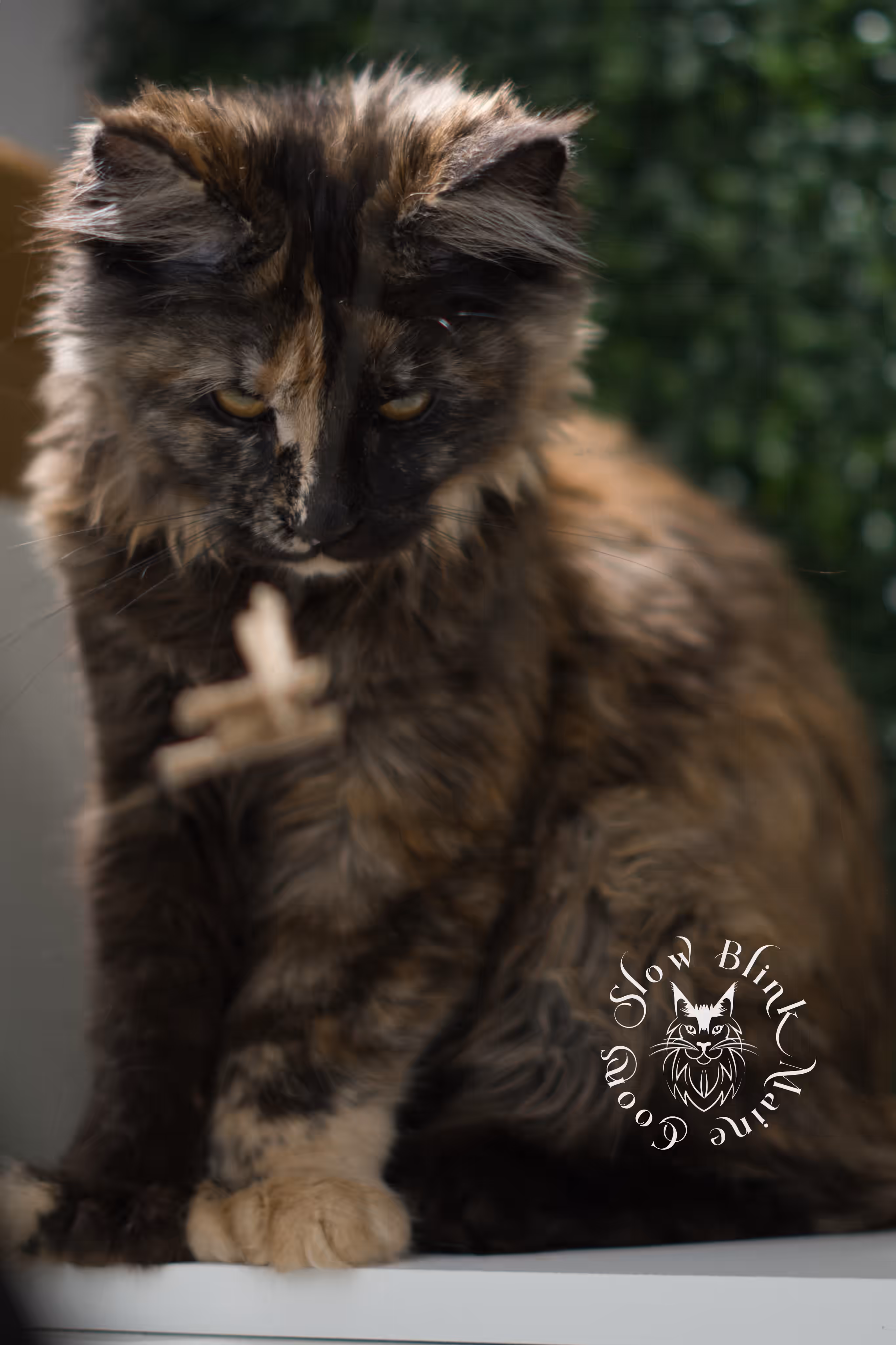 black tortie | maine coon kitten | age 14 weeks old | ems code mcp f 22 | poly | female | taken jun 2025 Black Tortie Maine Coon Kittens > black tortie | maine coon kitten | age 14 weeks old | ems code mcp f 22 | poly | female | taken jun 2025 | idx 03
