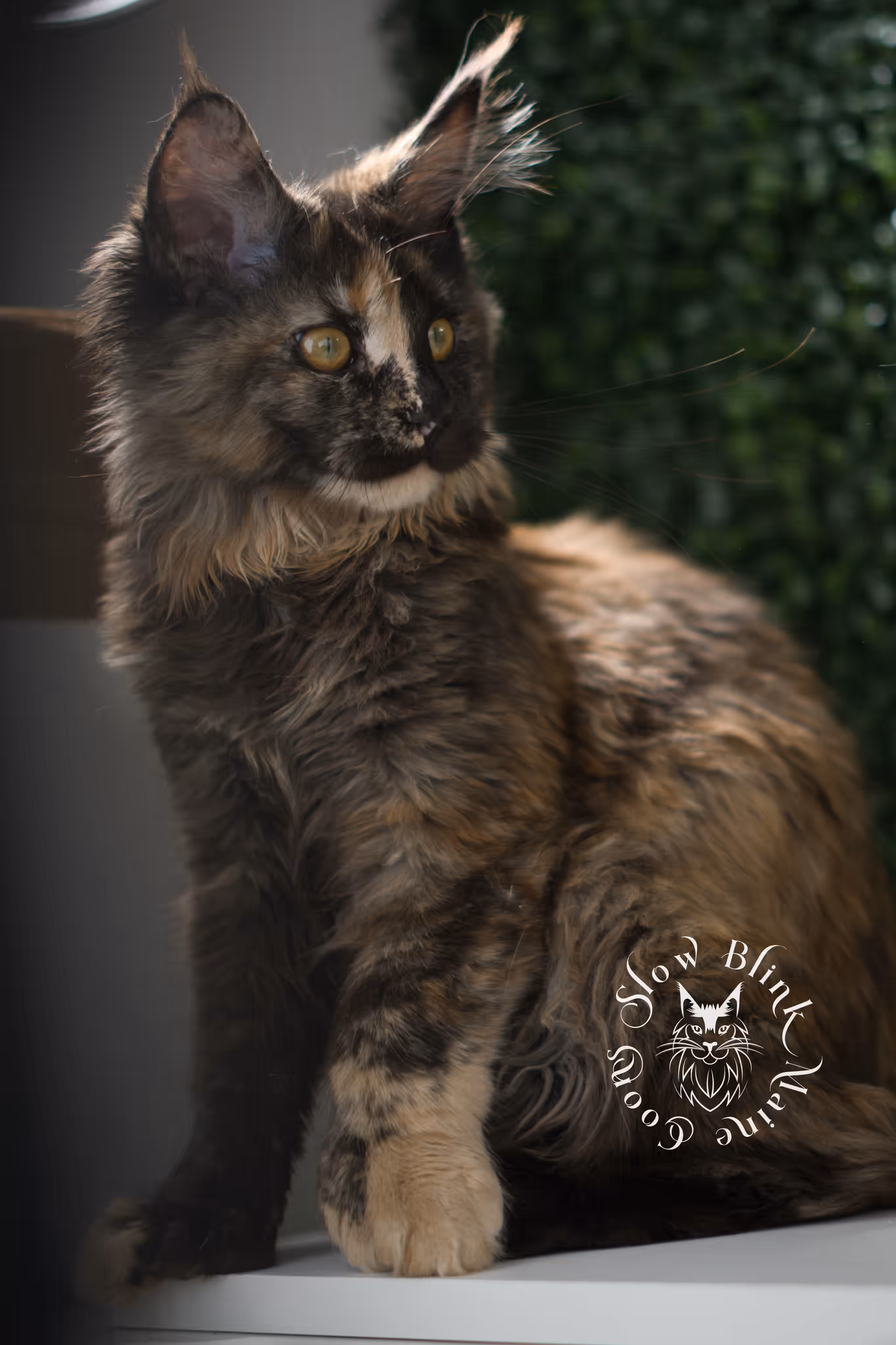 black tortie | maine coon kitten | age 14 weeks old | ems code mcp f 22 | poly | female | taken jun 2025 Black Tortie Maine Coon Kittens > black tortie | maine coon kitten | age 14 weeks old | ems code mcp f 22 | poly | female | taken jun 2025 | idx 04