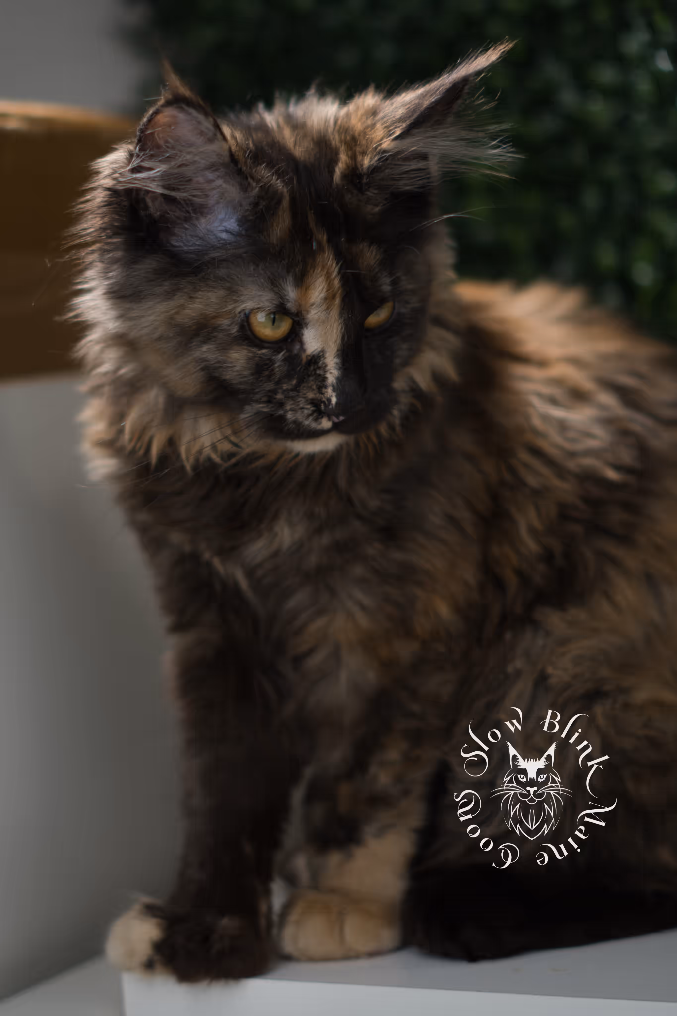black tortie | maine coon kitten | age 14 weeks old | ems code mcp f 22 | poly | female | taken jun 2025 Black Tortie Maine Coon Kittens > black tortie | maine coon kitten | age 14 weeks old | ems code mcp f 22 | poly | female | taken jun 2025 | idx 05