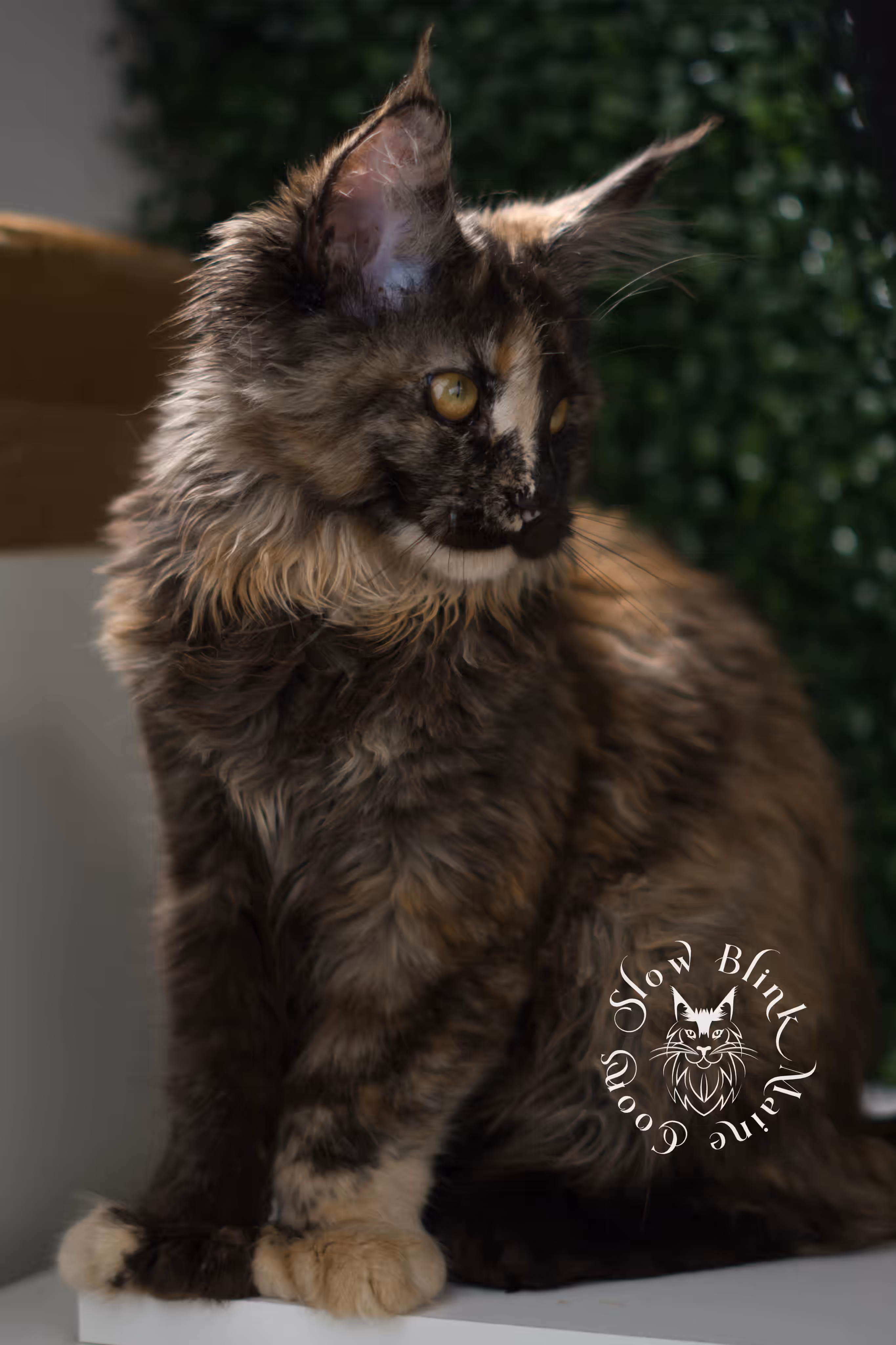 black tortie | maine coon kitten | age 14 weeks old | ems code mcp f 22 | poly | female | taken jun 2025 Black Tortie Maine Coon Kittens > black tortie | maine coon kitten | age 14 weeks old | ems code mcp f 22 | poly | female | taken jun 2025 | idx 06