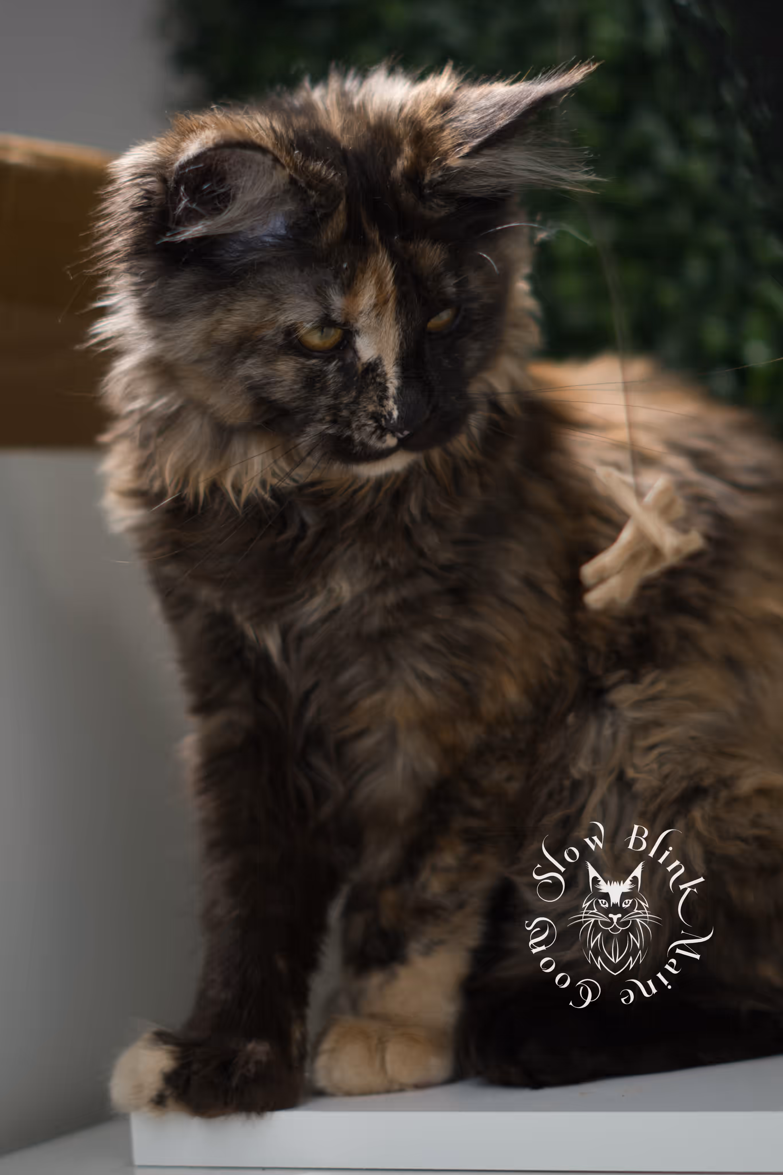 black tortie | maine coon kitten | age 14 weeks old | ems code mcp f 22 | poly | female | taken jun 2025 Black Tortie Maine Coon Kittens > black tortie | maine coon kitten | age 14 weeks old | ems code mcp f 22 | poly | female | taken jun 2025 | idx 07