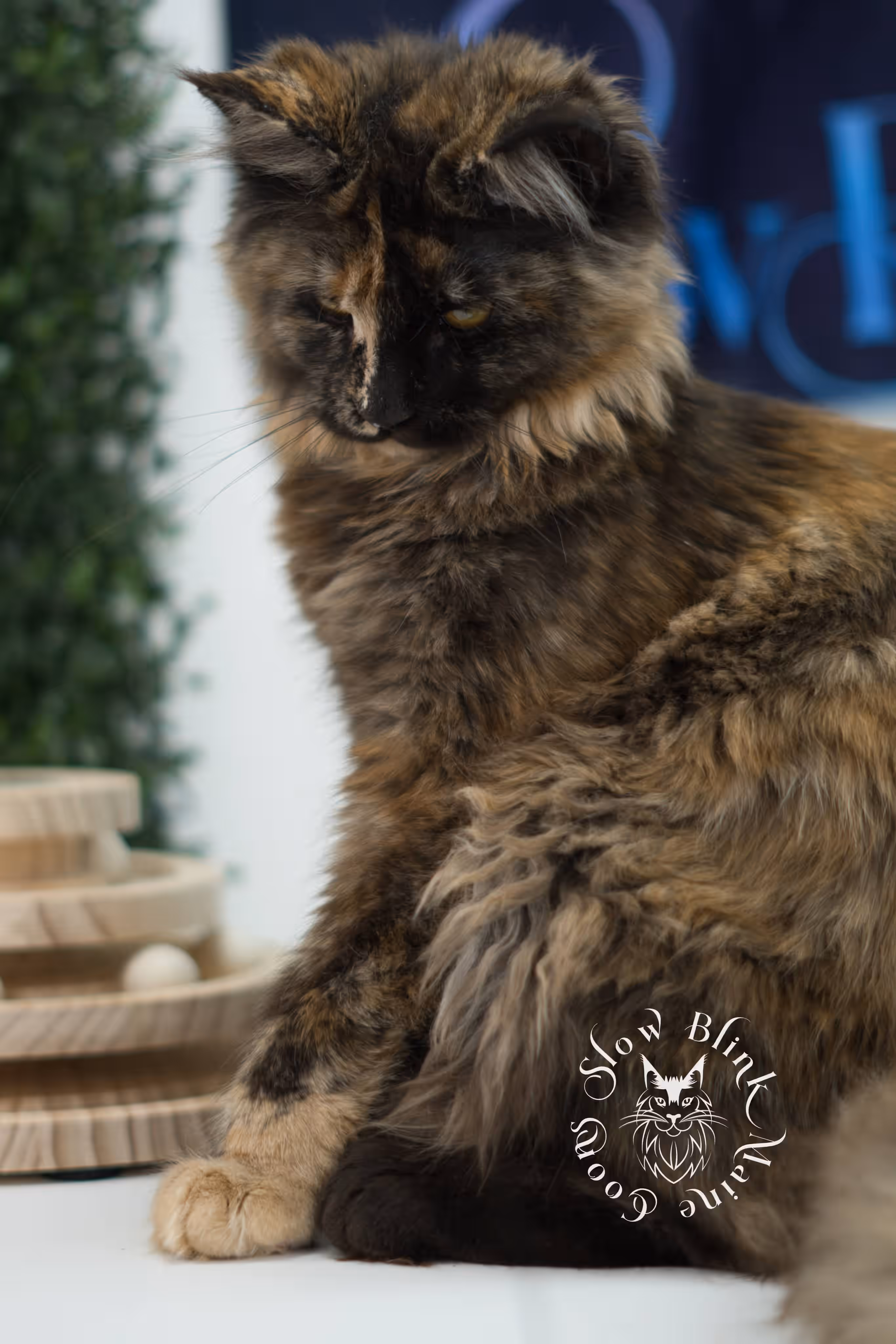 black tortie | maine coon kitten | age 5 months old | ems code mcp f 22 | poly | female | taken jul 23 2025 | named river Black Tortie Maine Coon Kittens > black tortie | maine coon kitten | age 5 months old | ems code mcp f 22 | poly | female | taken jul 23 2025 | named river | idx 01