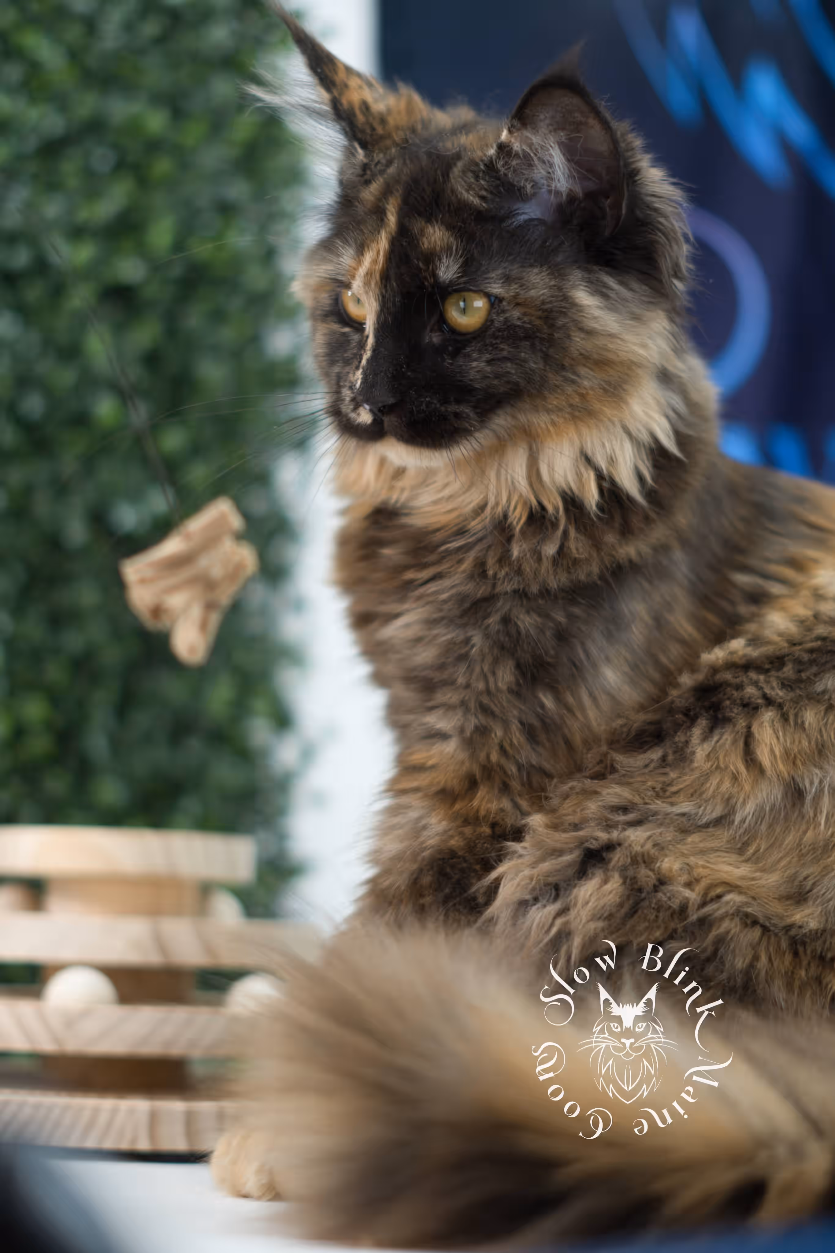 black tortie | maine coon kitten | age 5 months old | ems code mcp f 22 | poly | female | taken jul 23 2025 | named river Black Tortie Maine Coon Kittens > black tortie | maine coon kitten | age 5 months old | ems code mcp f 22 | poly | female | taken jul 23 2025 | named river | idx 02