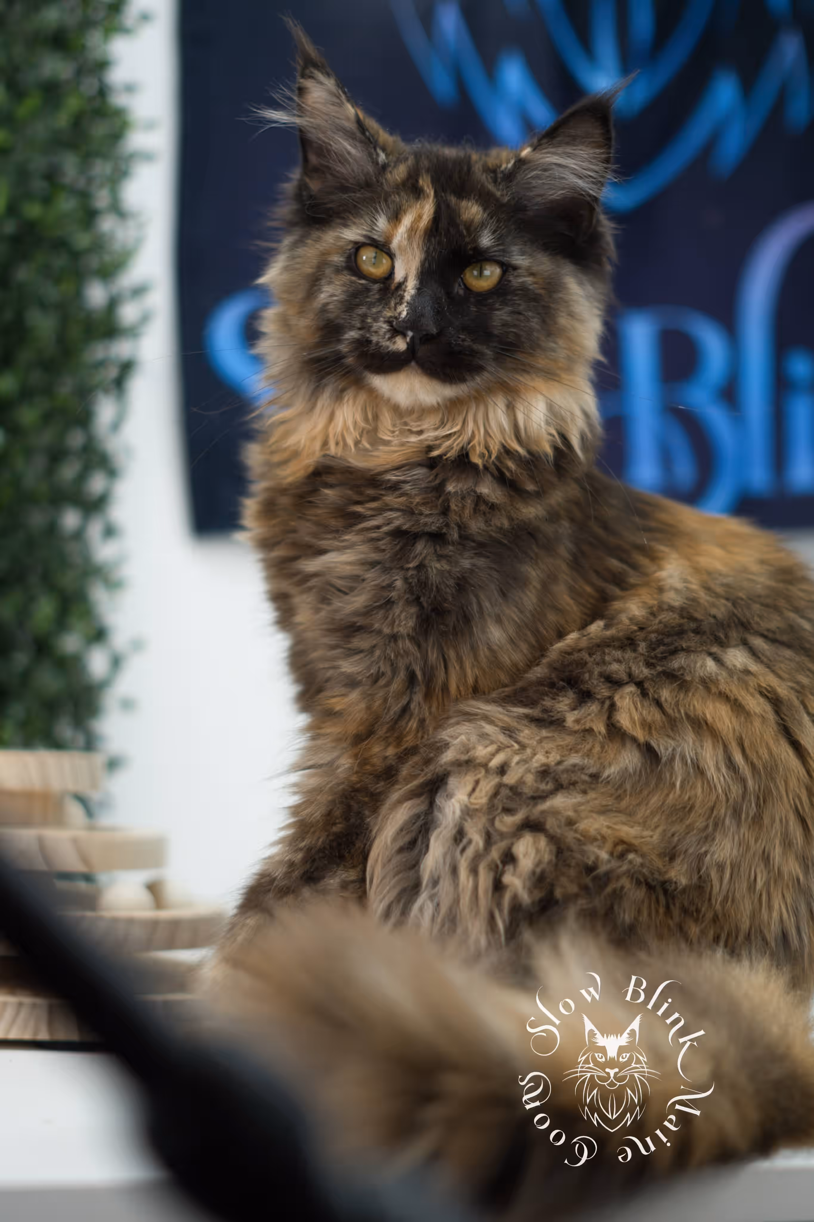 black tortie | maine coon kitten | age 5 months old | ems code mcp f 22 | poly | female | taken jul 23 2025 | named river Black Tortie Maine Coon Kittens > black tortie | maine coon kitten | age 5 months old | ems code mcp f 22 | poly | female | taken jul 23 2025 | named river | idx 03