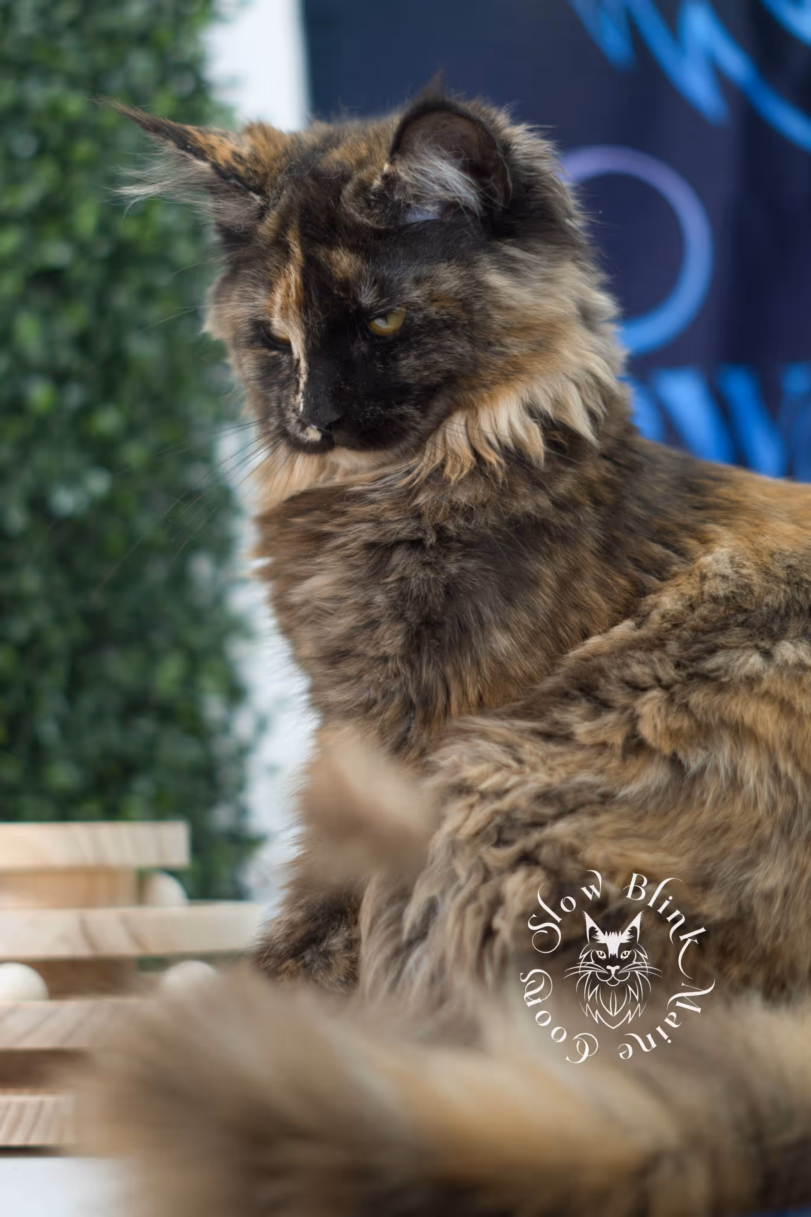 black tortie | maine coon kitten | age 5 months old | ems code mcp f 22 | poly | female | taken jul 23 2025 | named river Black Tortie Maine Coon Kittens > black tortie | maine coon kitten | age 5 months old | ems code mcp f 22 | poly | female | taken jul 23 2025 | named river | idx 04