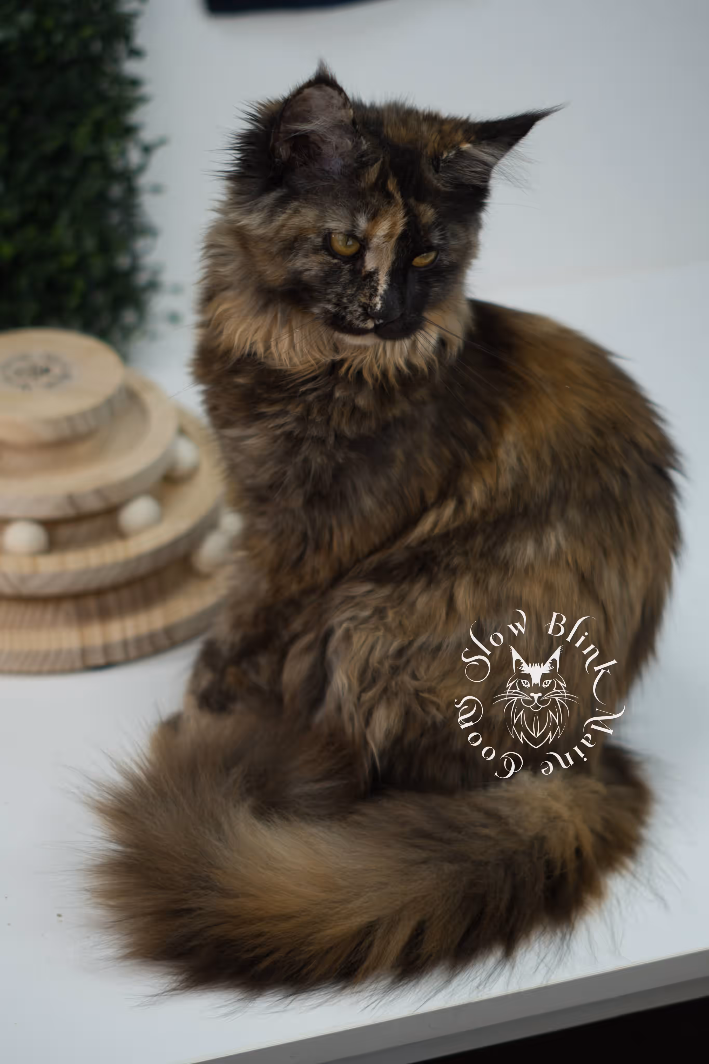 black tortie | maine coon kitten | age 5 months old | ems code mcp f 22 | poly | female | taken jul 23 2025 | named river Black Tortie Maine Coon Kittens > black tortie | maine coon kitten | age 5 months old | ems code mcp f 22 | poly | female | taken jul 23 2025 | named river | idx 05