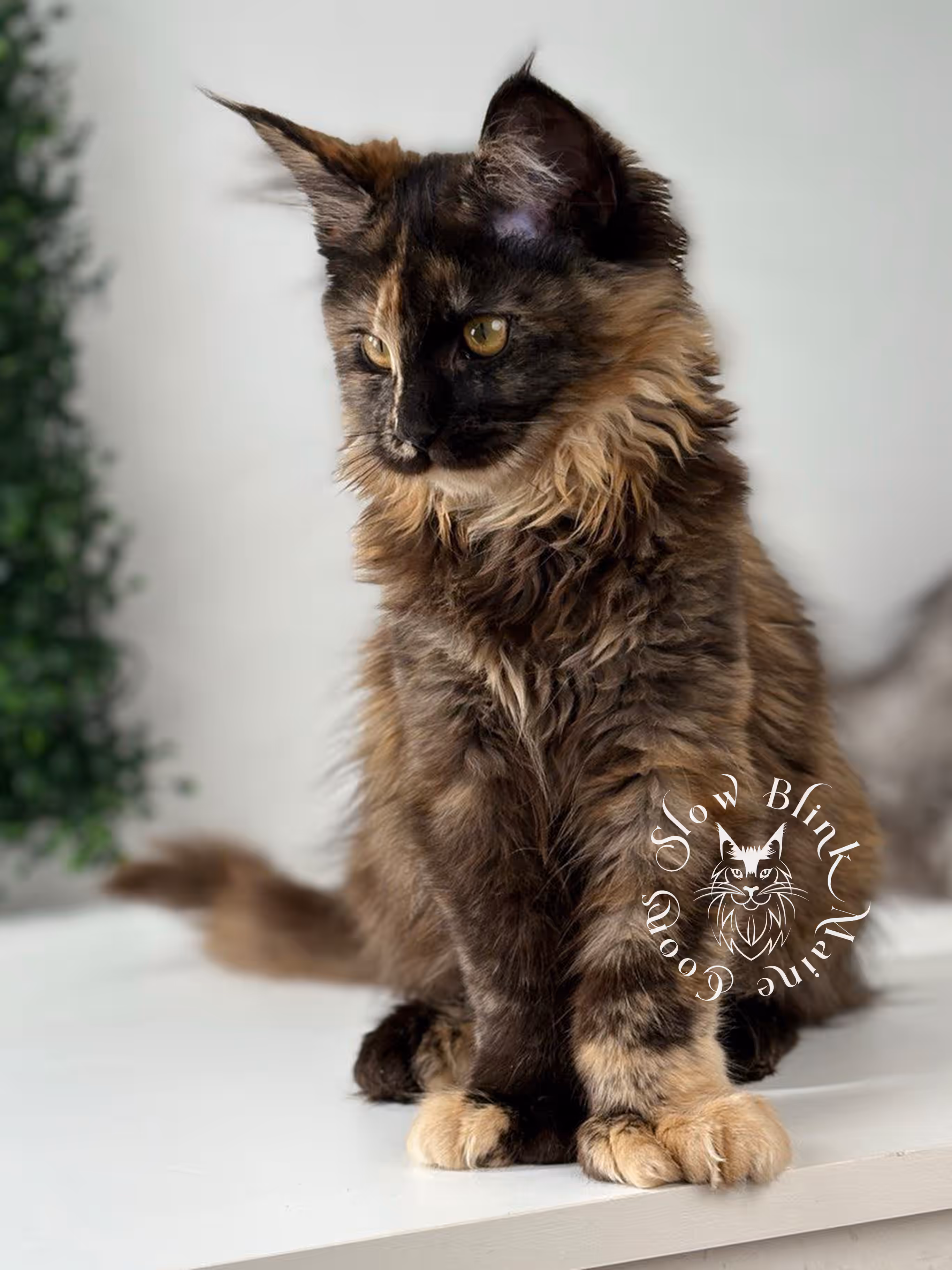 black tortie | maine coon kitten | age 5 months old | ems code mcp f 22 | poly | female | taken jul 23 2025 | named river Black Tortie Maine Coon Kittens > black tortie | maine coon kitten | age 5 months old | ems code mcp f 22 | poly | female | taken jul 23 2025 | named river | idx 06