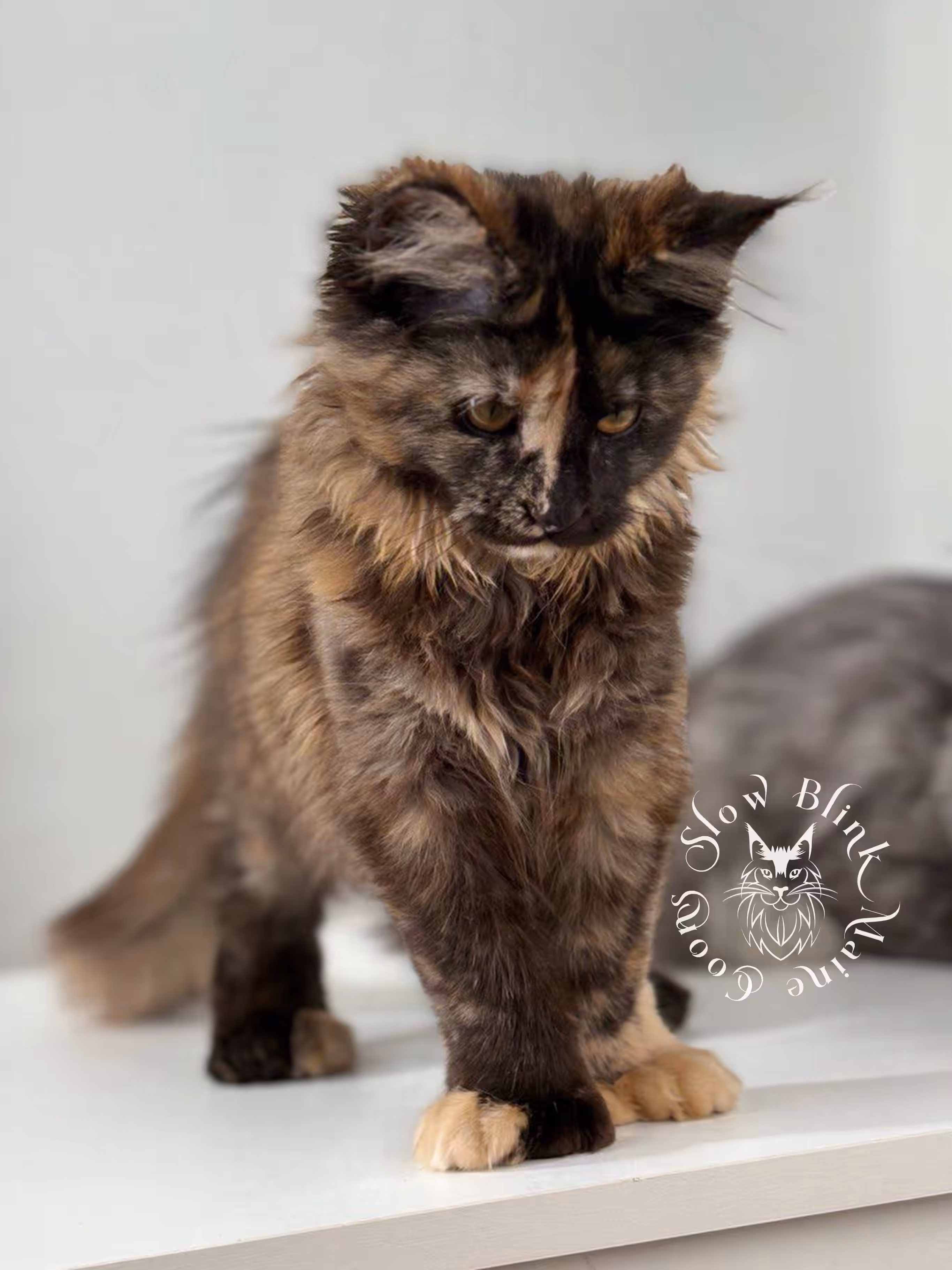 black tortie | maine coon kitten | age 5 months old | ems code mcp f 22 | poly | female | taken jul 23 2025 | named river Black Tortie Maine Coon Kittens > black tortie | maine coon kitten | age 5 months old | ems code mcp f 22 | poly | female | taken jul 23 2025 | named river | idx 07