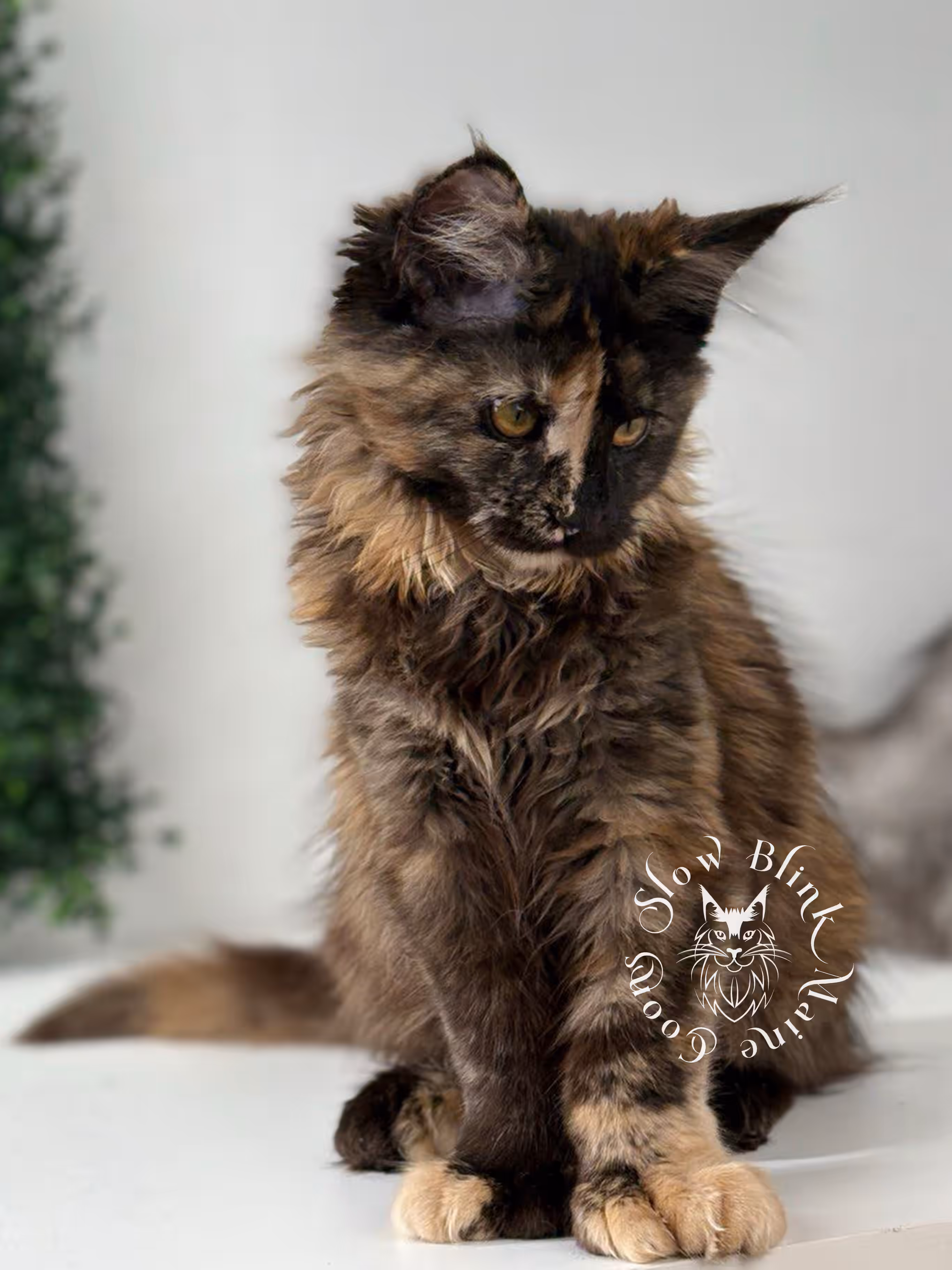 black tortie | maine coon kitten | age 5 months old | ems code mcp f 22 | poly | female | taken jul 23 2025 | named river Black Tortie Maine Coon Kittens > black tortie | maine coon kitten | age 5 months old | ems code mcp f 22 | poly | female | taken jul 23 2025 | named river | idx 08