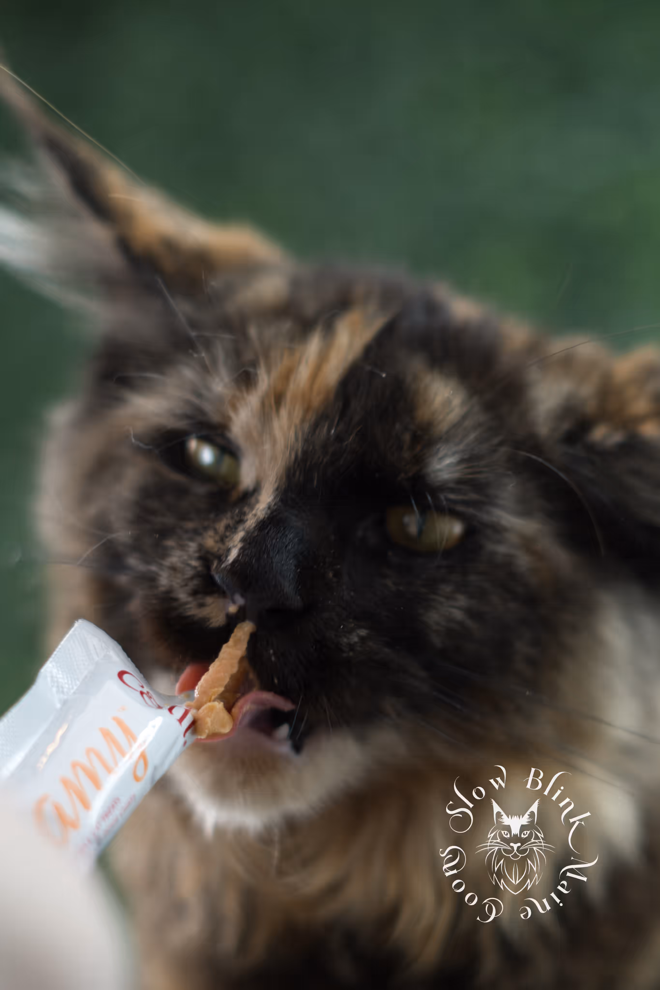 black tortie | maine coon kitten | age 5 months old | ems code mcp f 22 | poly | female | taken jul 23 2025 | named river Black Tortie Maine Coon Kittens > black tortie | maine coon kitten | age 5 months old | ems code mcp f 22 | poly | female | taken jul 23 2025 | named river | idx 09
