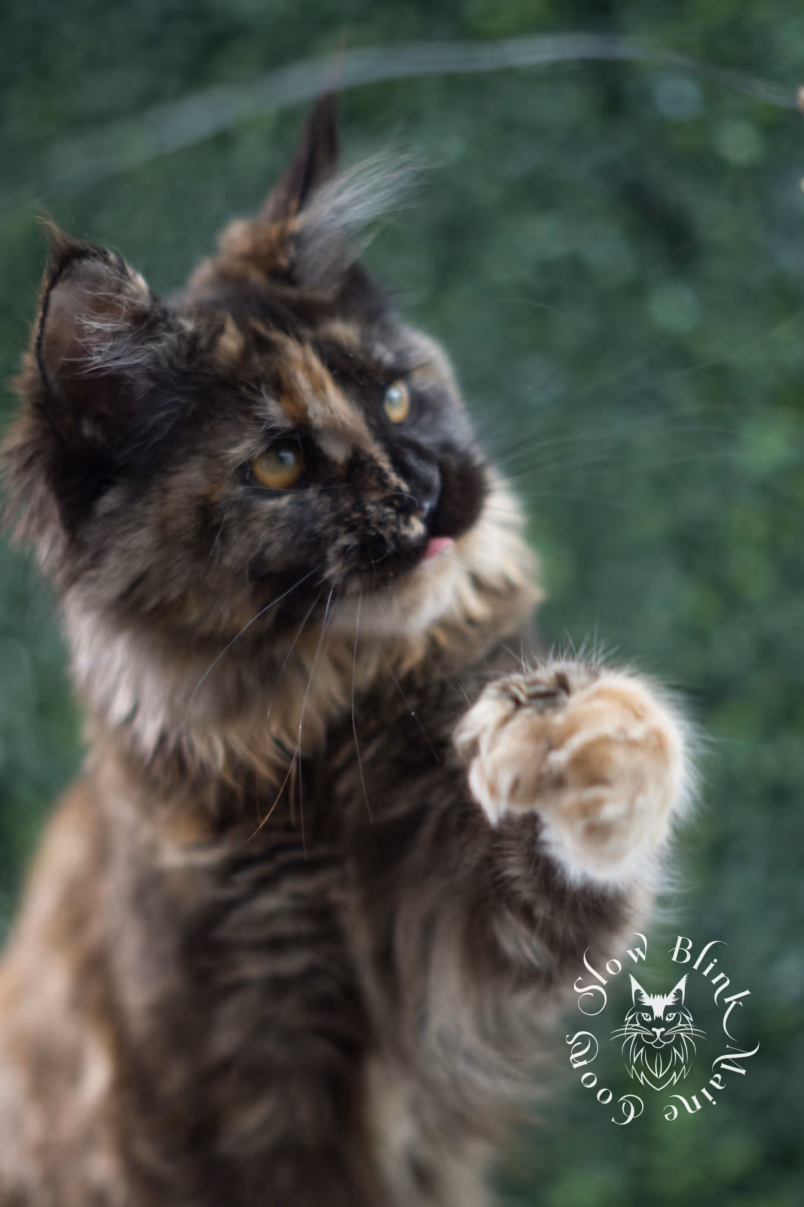 black tortie | maine coon kitten | age 5 months old | ems code mcp f 22 | poly | female | taken jul 23 2025 | named river Black Tortie Maine Coon Kittens > black tortie | maine coon kitten | age 5 months old | ems code mcp f 22 | poly | female | taken jul 23 2025 | named river | idx 10