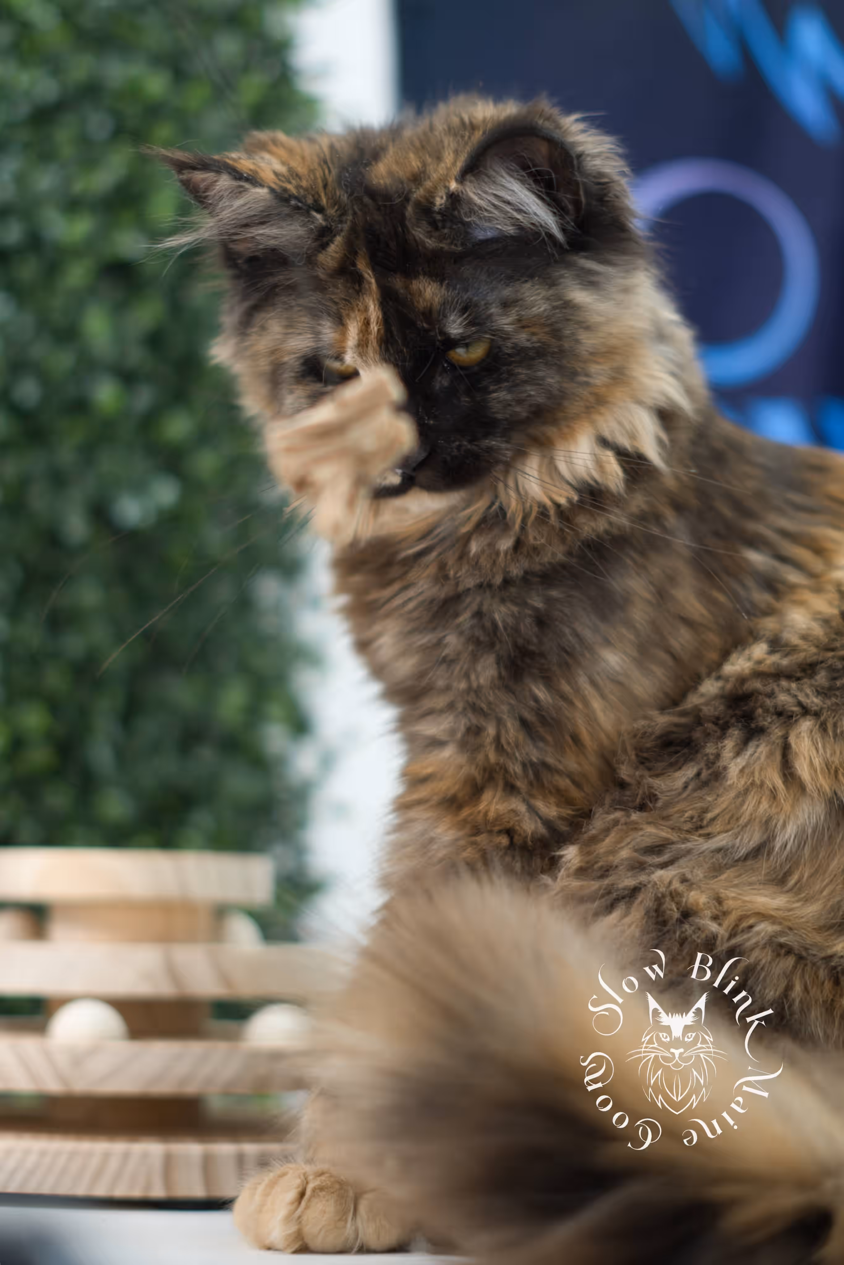 black tortie | maine coon kitten | age 5 months old | ems code mcp f 22 | poly | female | taken jul 23 2025 | named river Black Tortie Maine Coon Kittens > black tortie | maine coon kitten | age 5 months old | ems code mcp f 22 | poly | female | taken jul 23 2025 | named river | idx 11