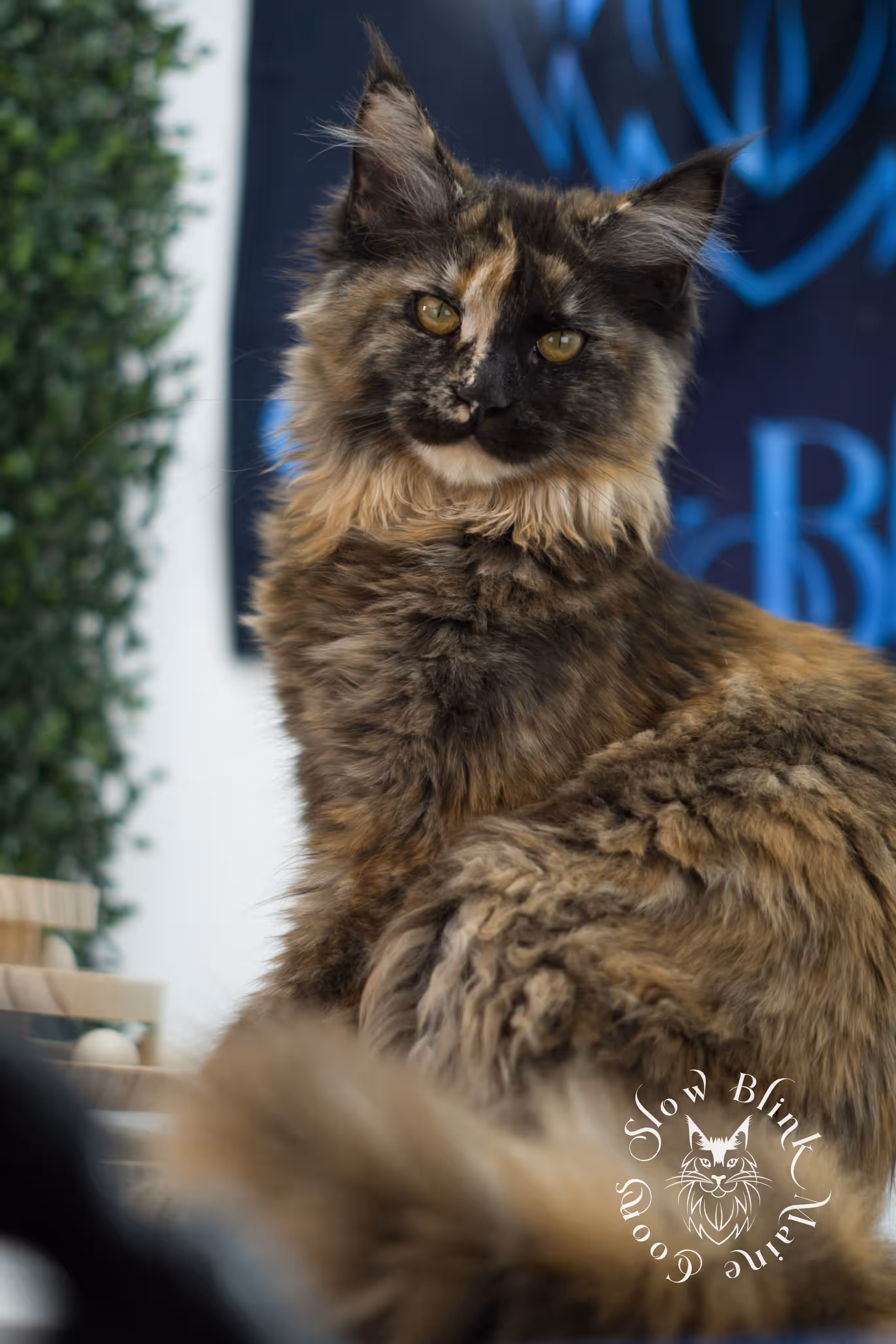black tortie | maine coon kitten | age 5 months old | ems code mcp f 22 | poly | female | taken jul 23 2025 | named river Black Tortie Maine Coon Kittens > black tortie | maine coon kitten | age 5 months old | ems code mcp f 22 | poly | female | taken jul 23 2025 | named river | idx 12