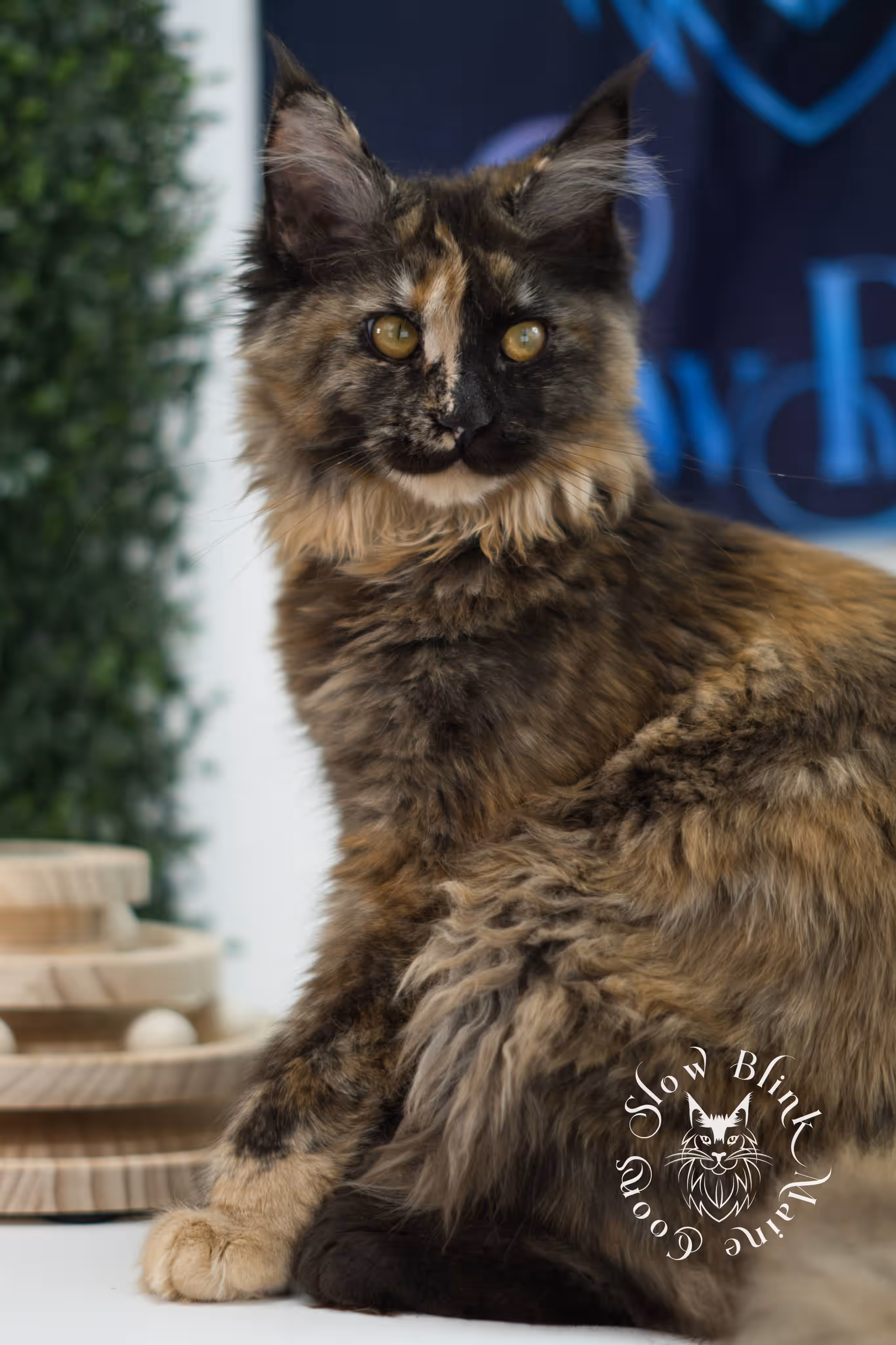 black tortie | maine coon kitten | age 5 months old | ems code mcp f 22 | poly | female | taken jul 23 2025 | named river Black Tortie Maine Coon Kittens > black tortie | maine coon kitten | age 5 months old | ems code mcp f 22 | poly | female | taken jul 23 2025 | named river | idx 13